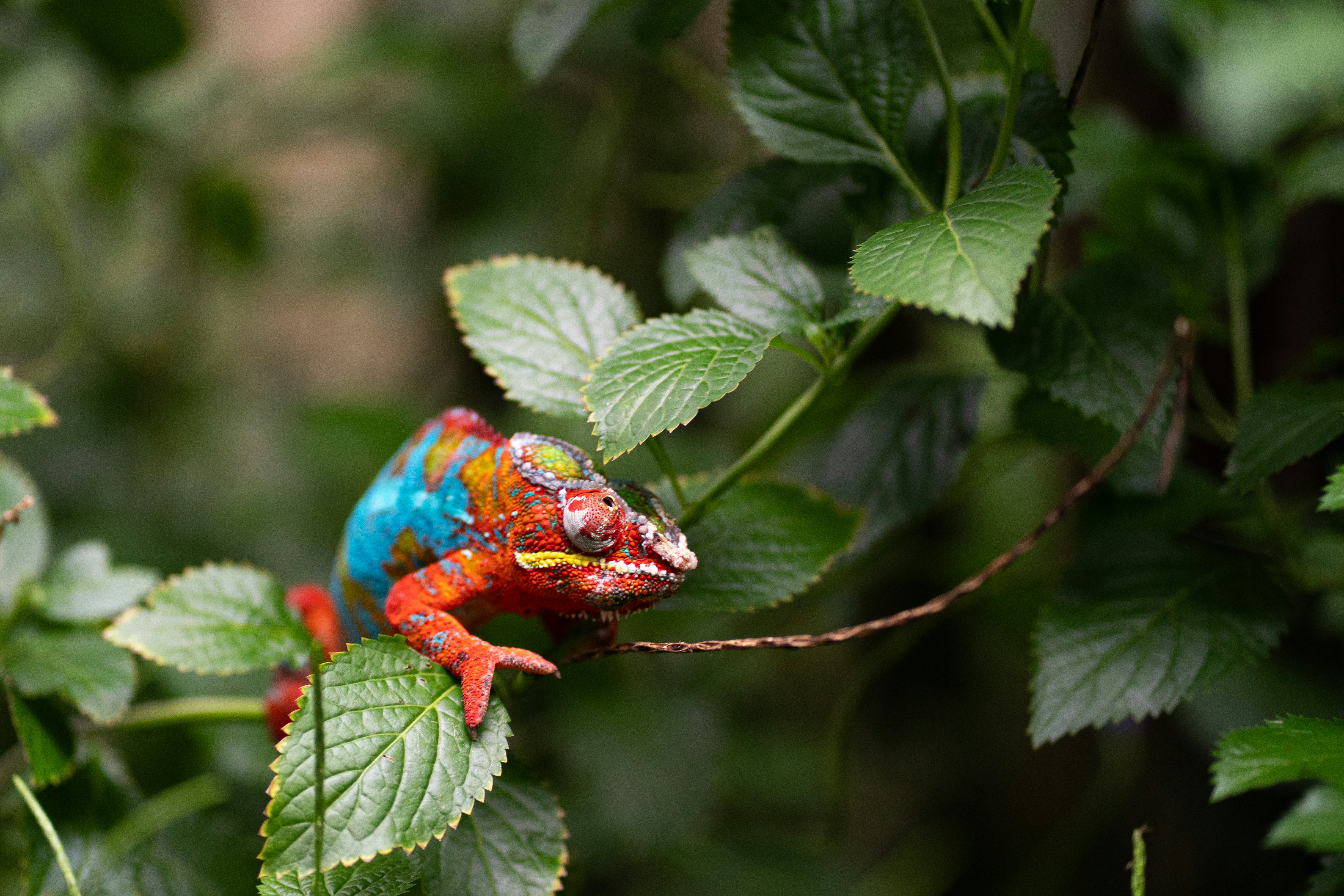 Depending on the age and kind of your car or truck, many different concerns could come up throughout the time you possess it. Understanding the parts that have a tendency to will need repair in the certain car can be a huge support. Look at this report fo