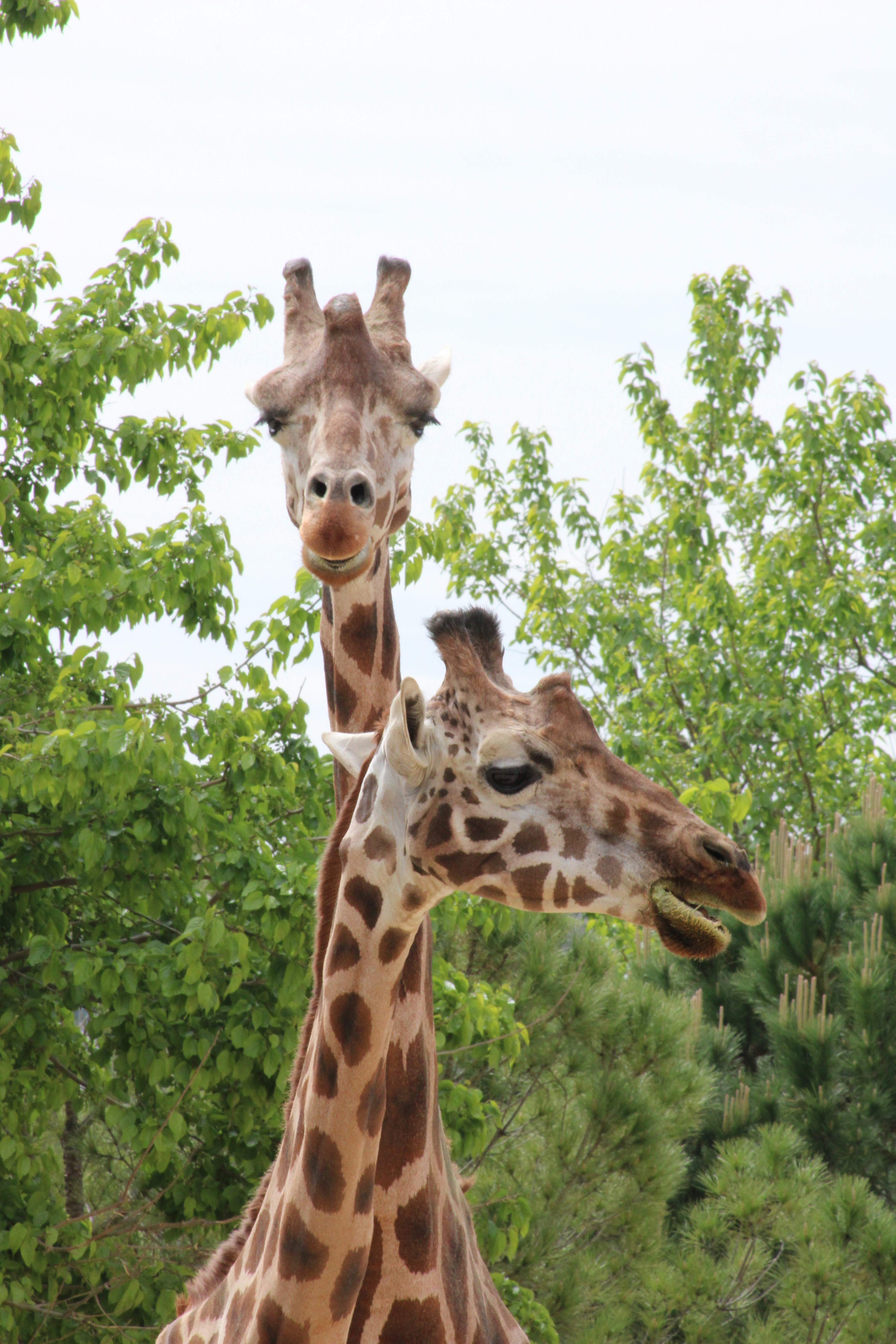 Two giraffes standing together in a natural setting.