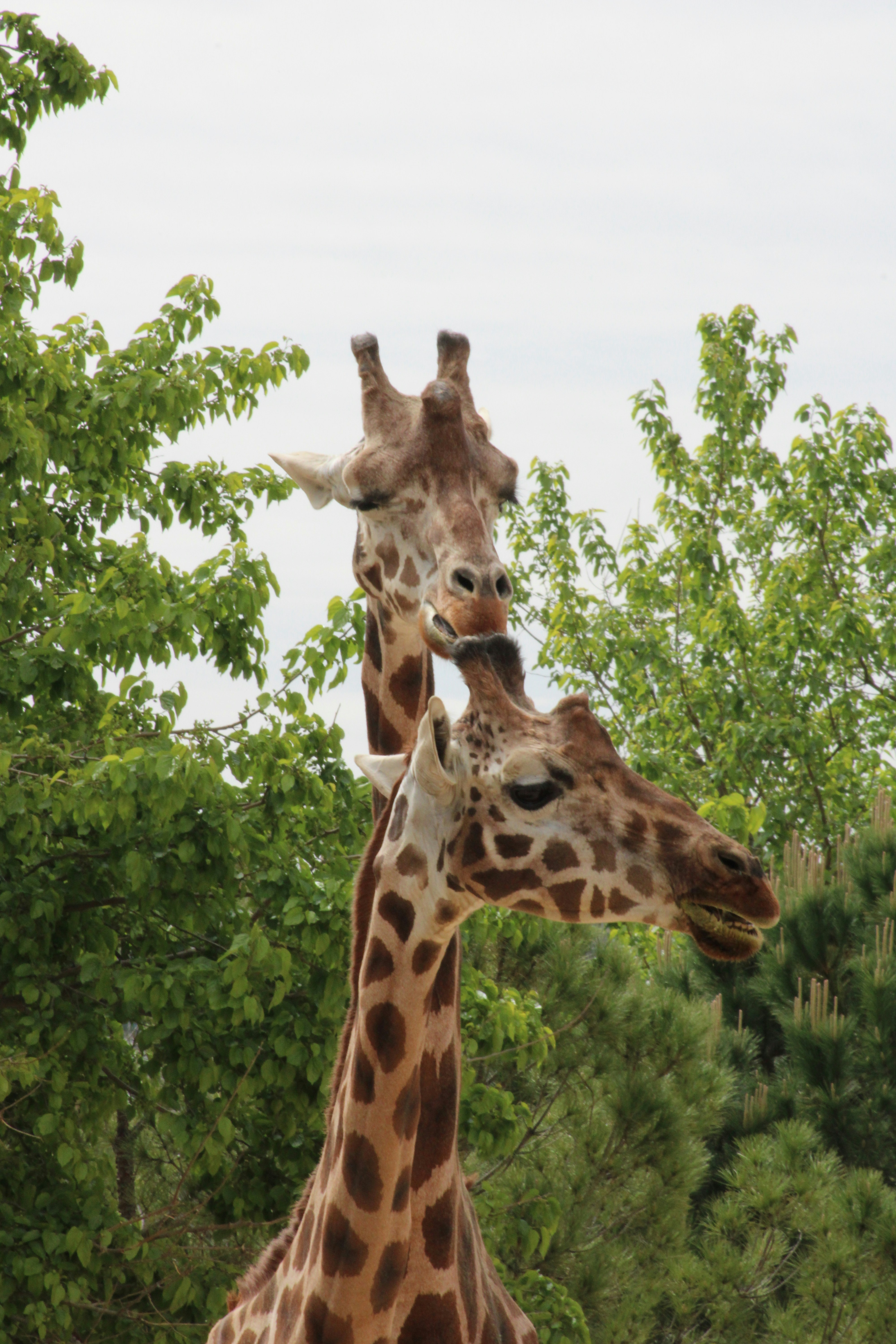 Two giraffes stand together near green trees.