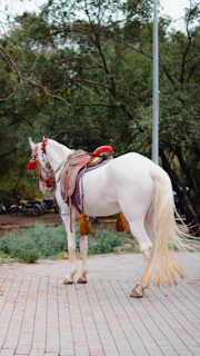 A white horse stands adorned in traditional tack