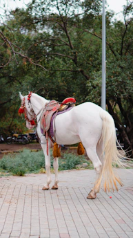 A white horse stands adorned in traditional tack