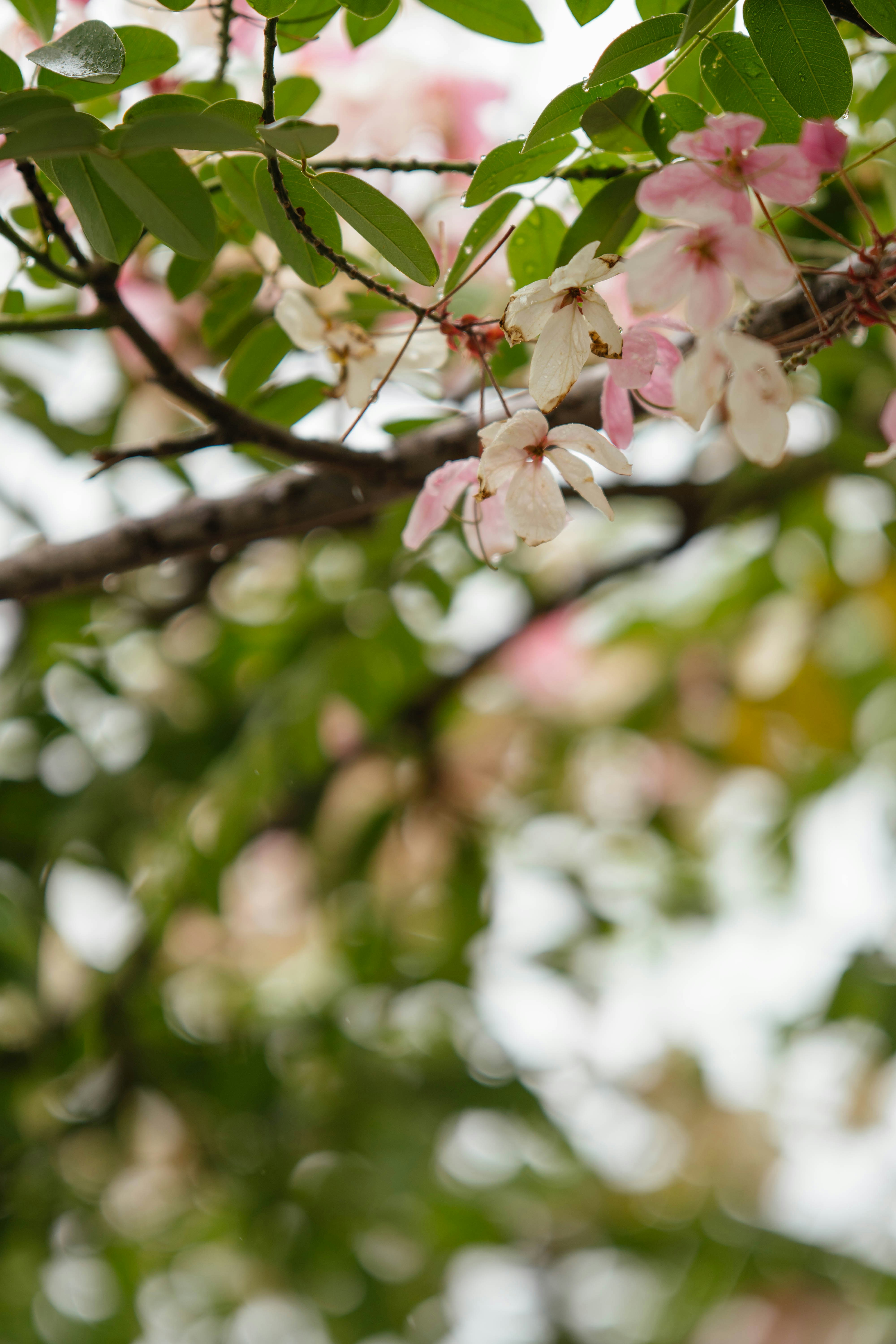 Photo by hasnainayaz_com