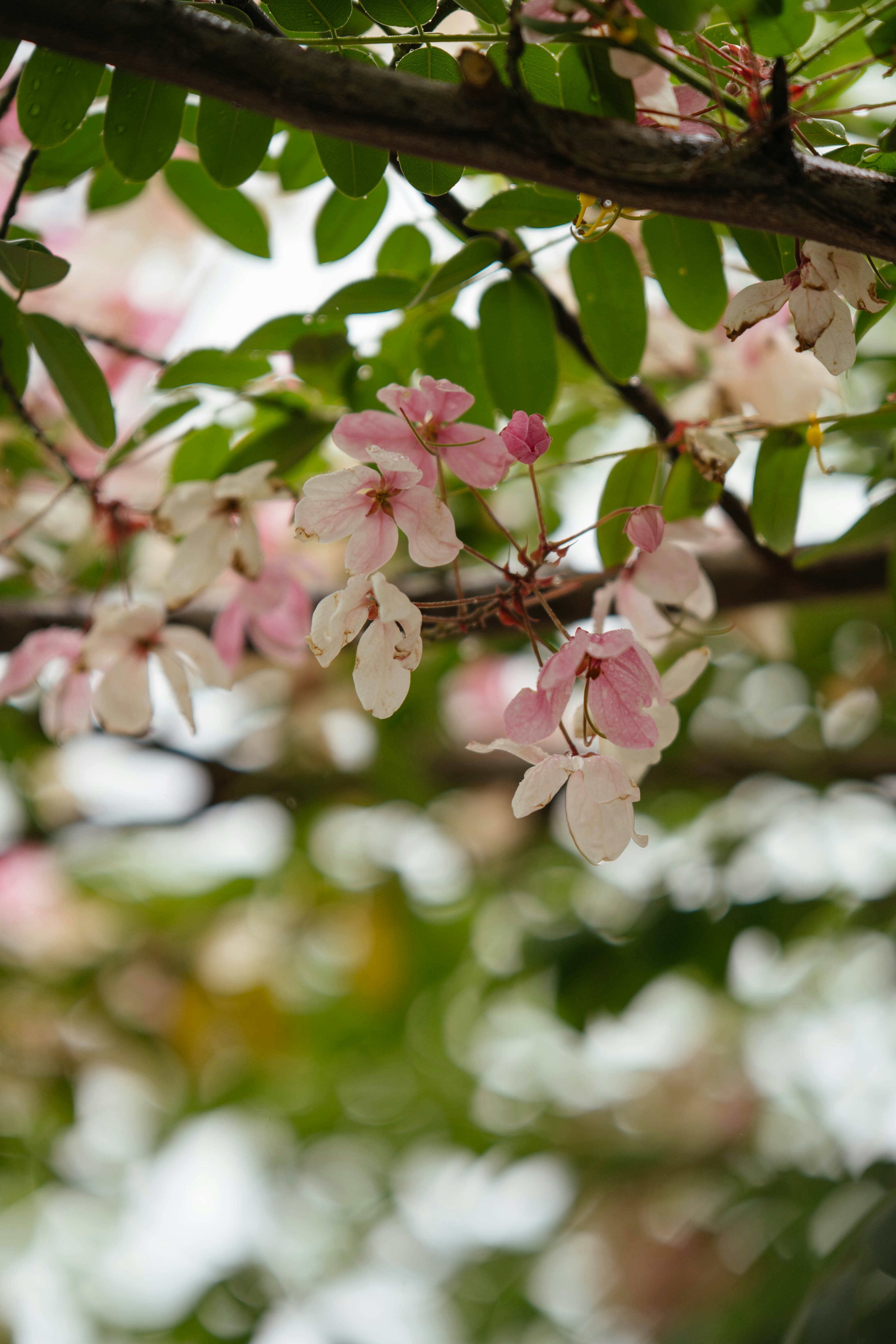 Photo by hasnainayaz_com