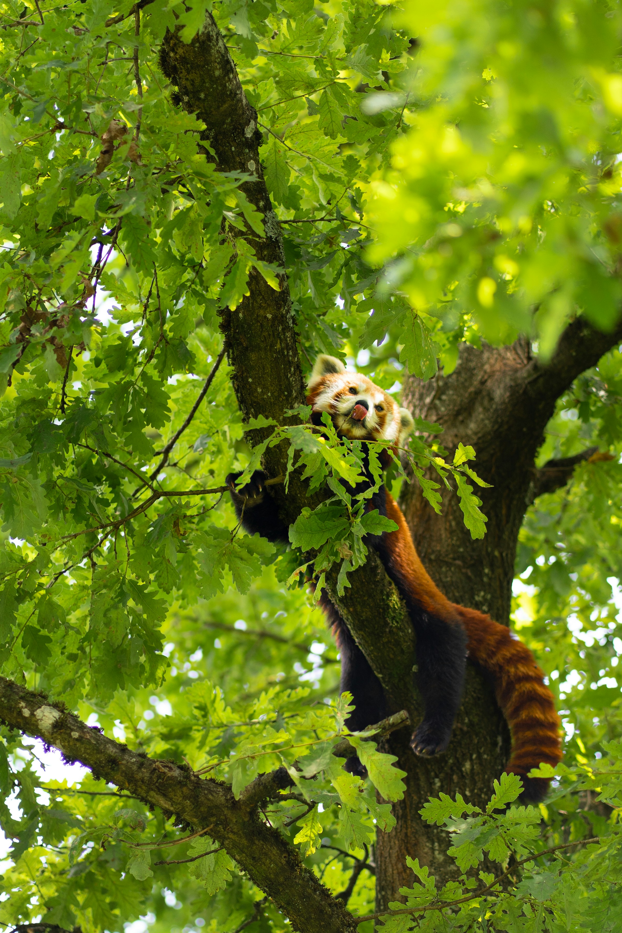A red panda is resting in a leafy tree.