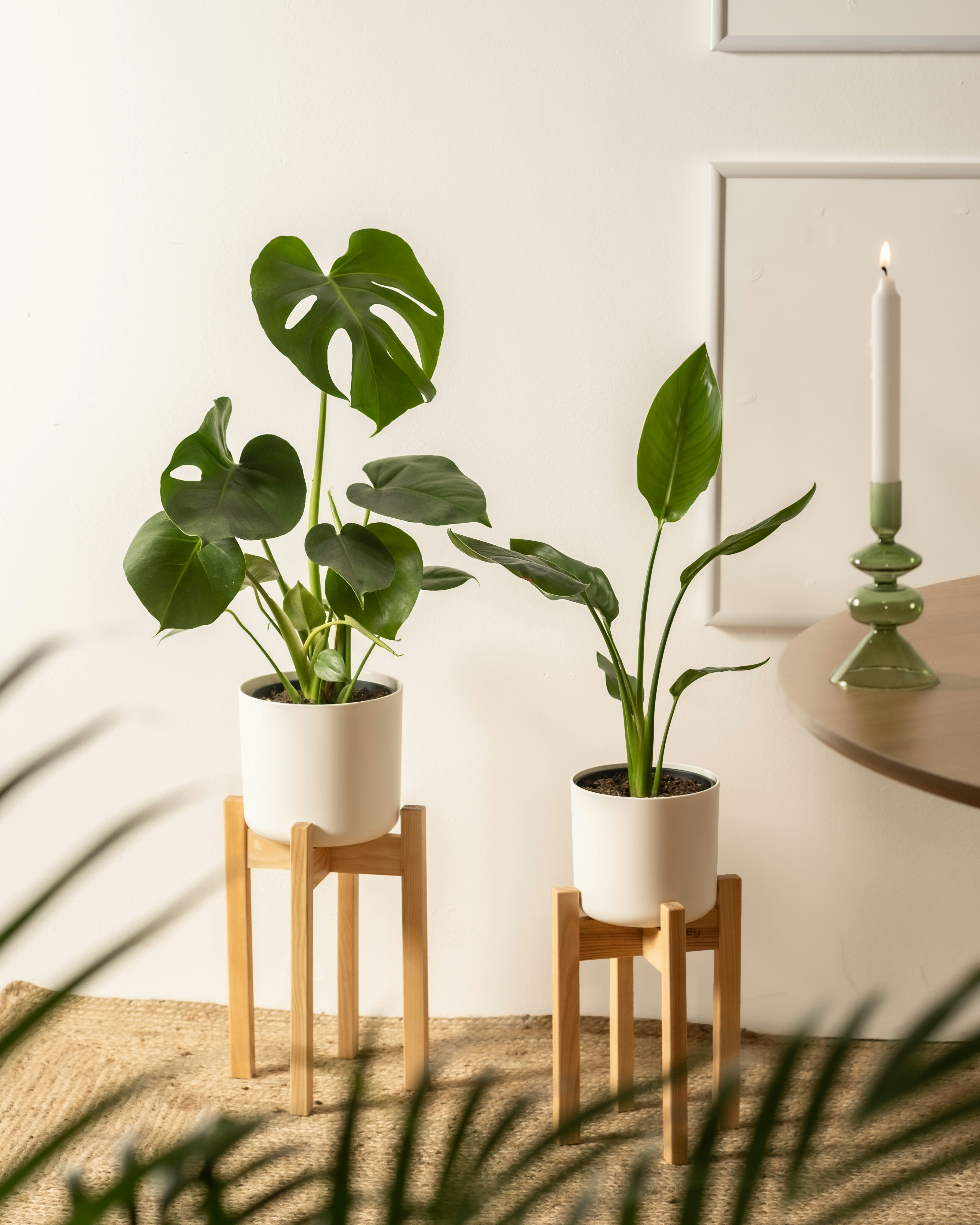 Photo by feeypflanzen