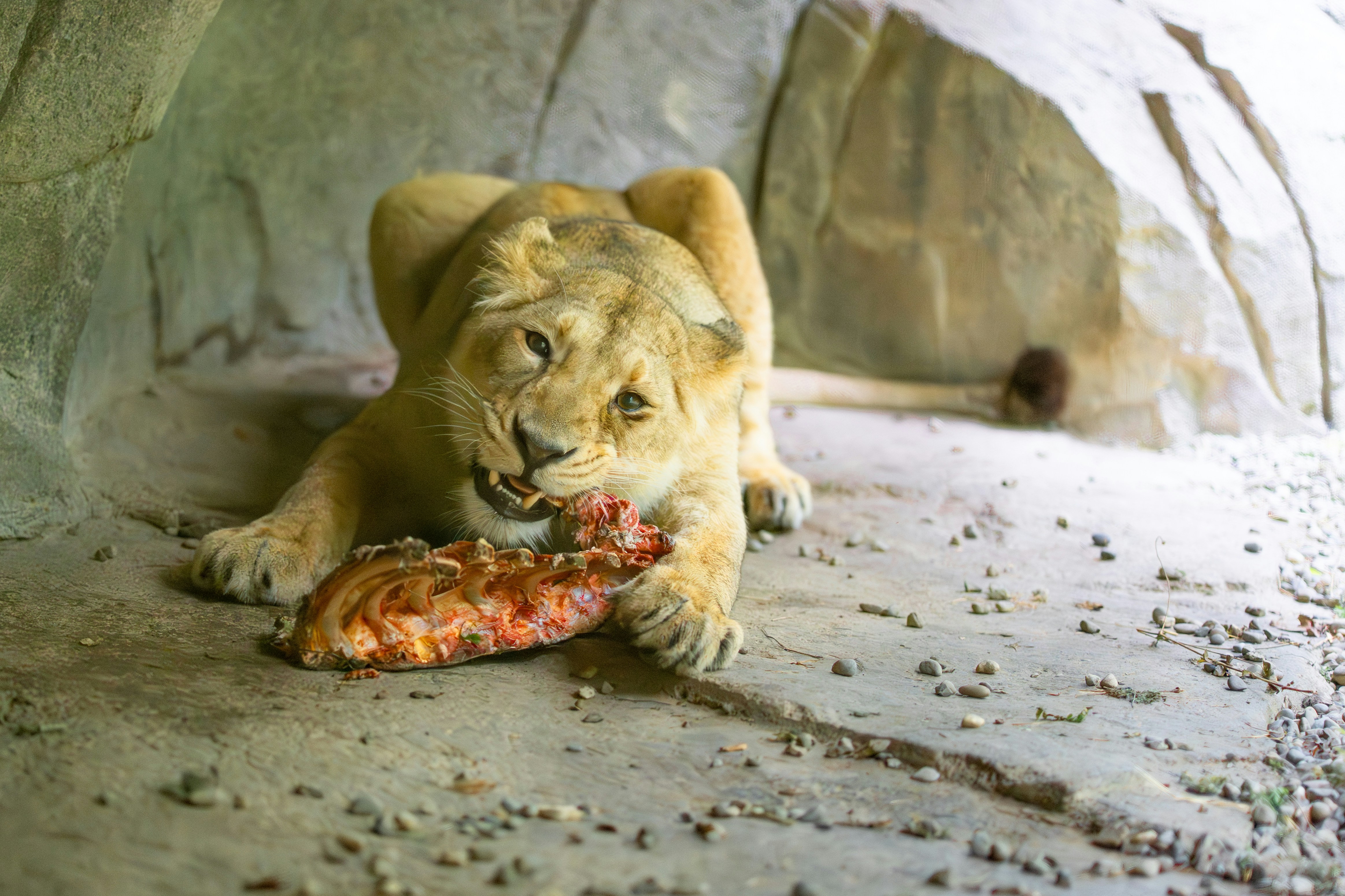 A lioness eats a piece of raw meat.
