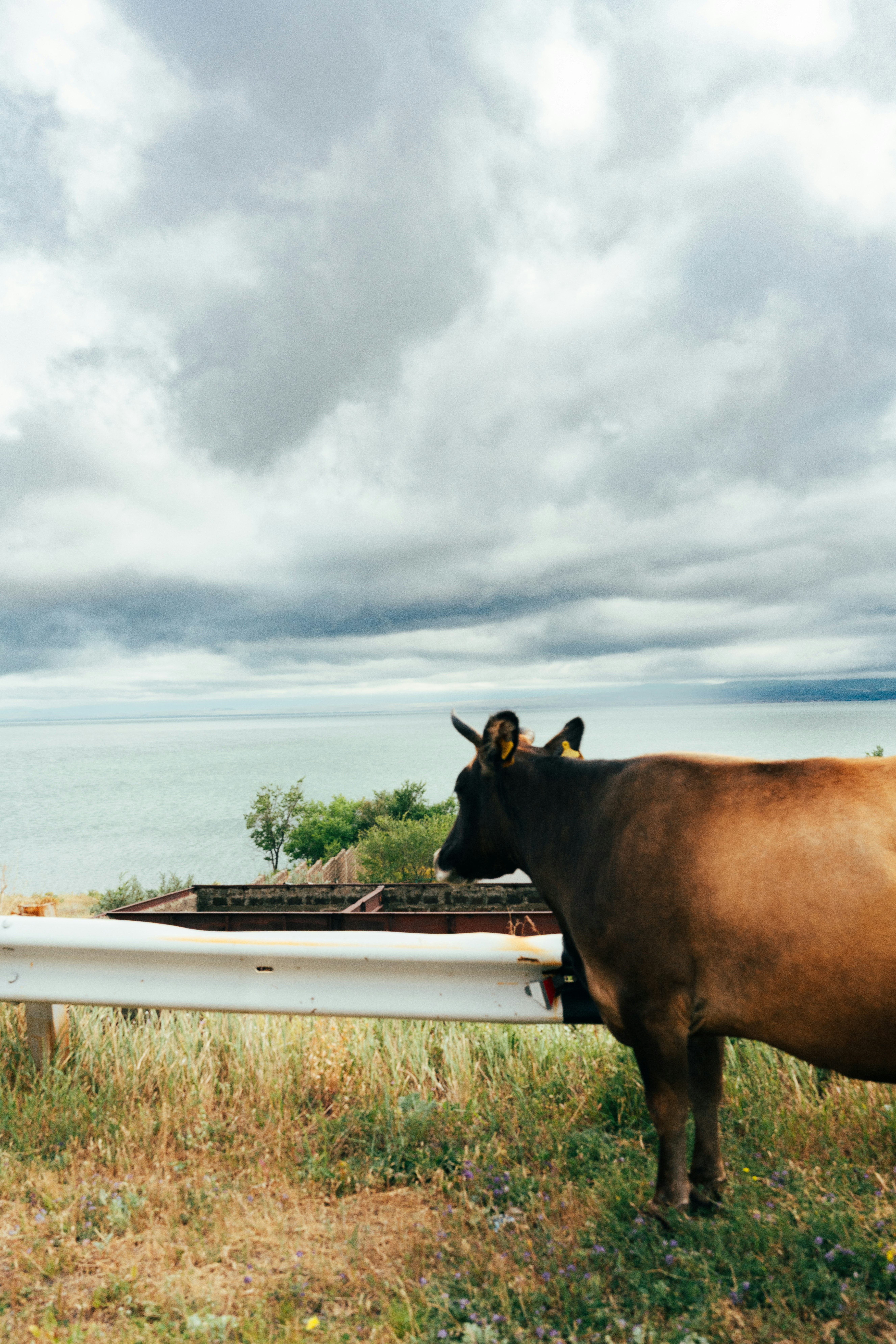 A cow stands by a fence near the sea.