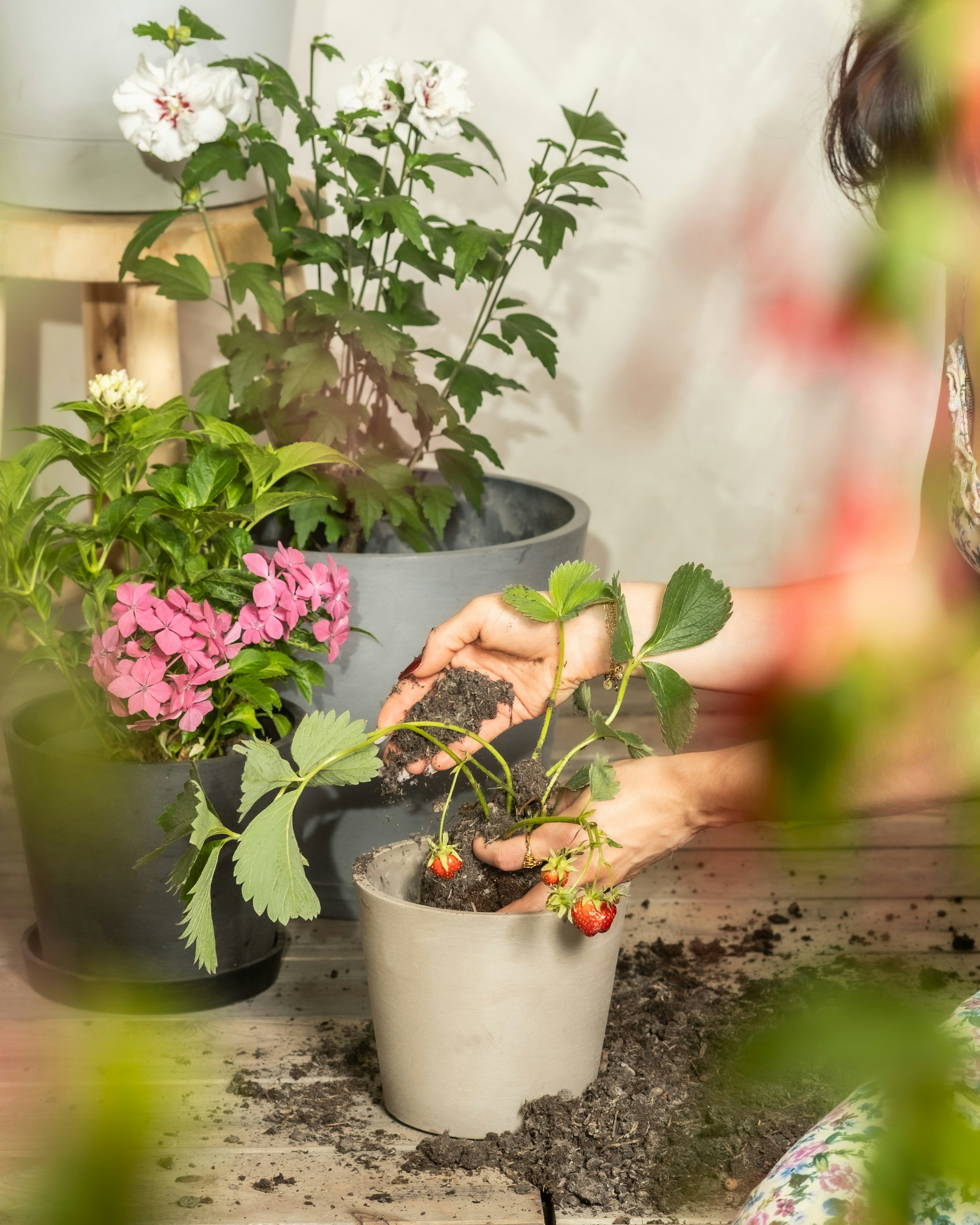 Photo by feeypflanzen