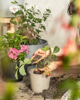 Someone is planting strawberries in a pot.