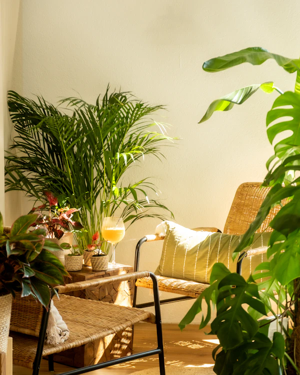 A cozy corner with plants and sunshine