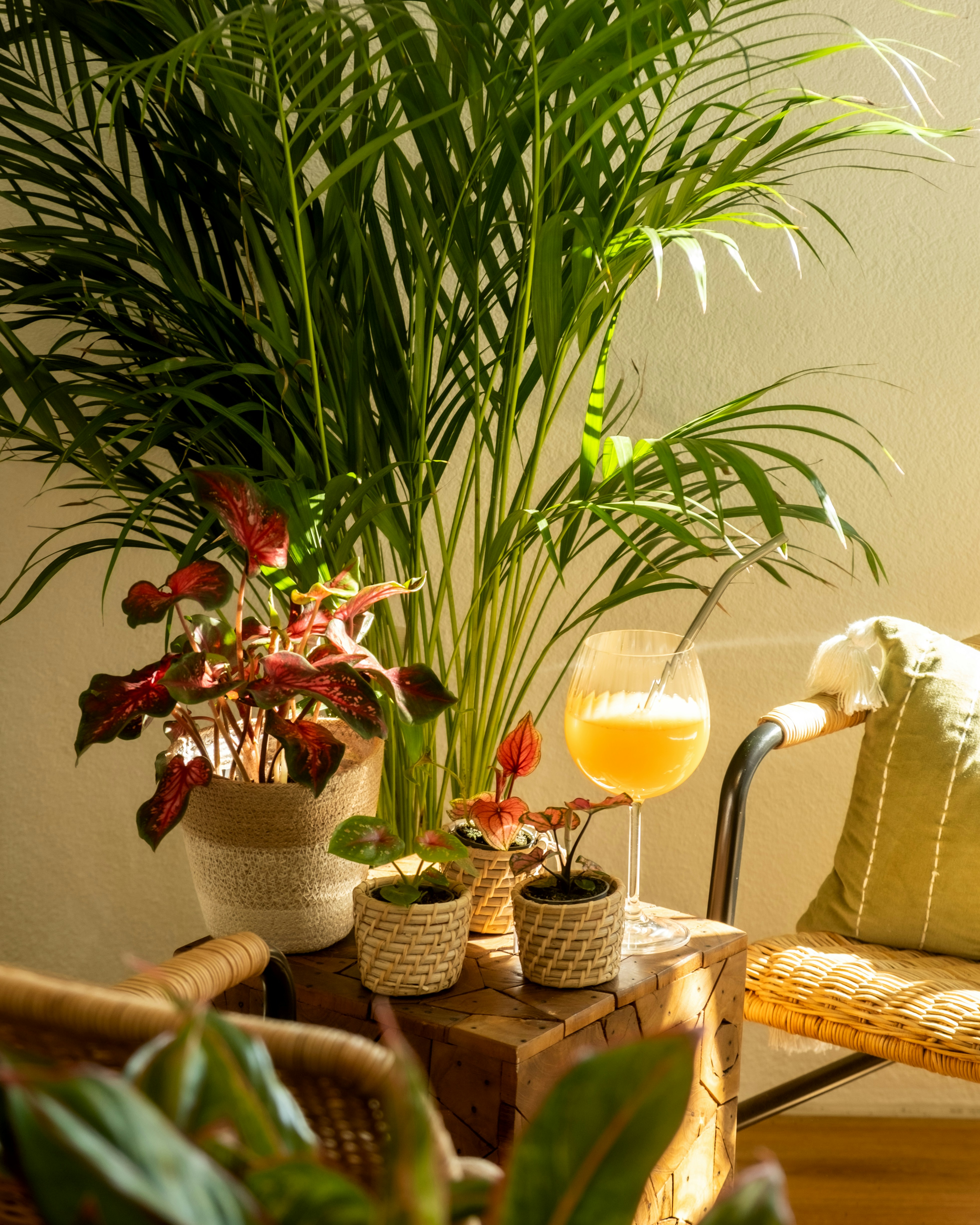 Photo by feeypflanzen