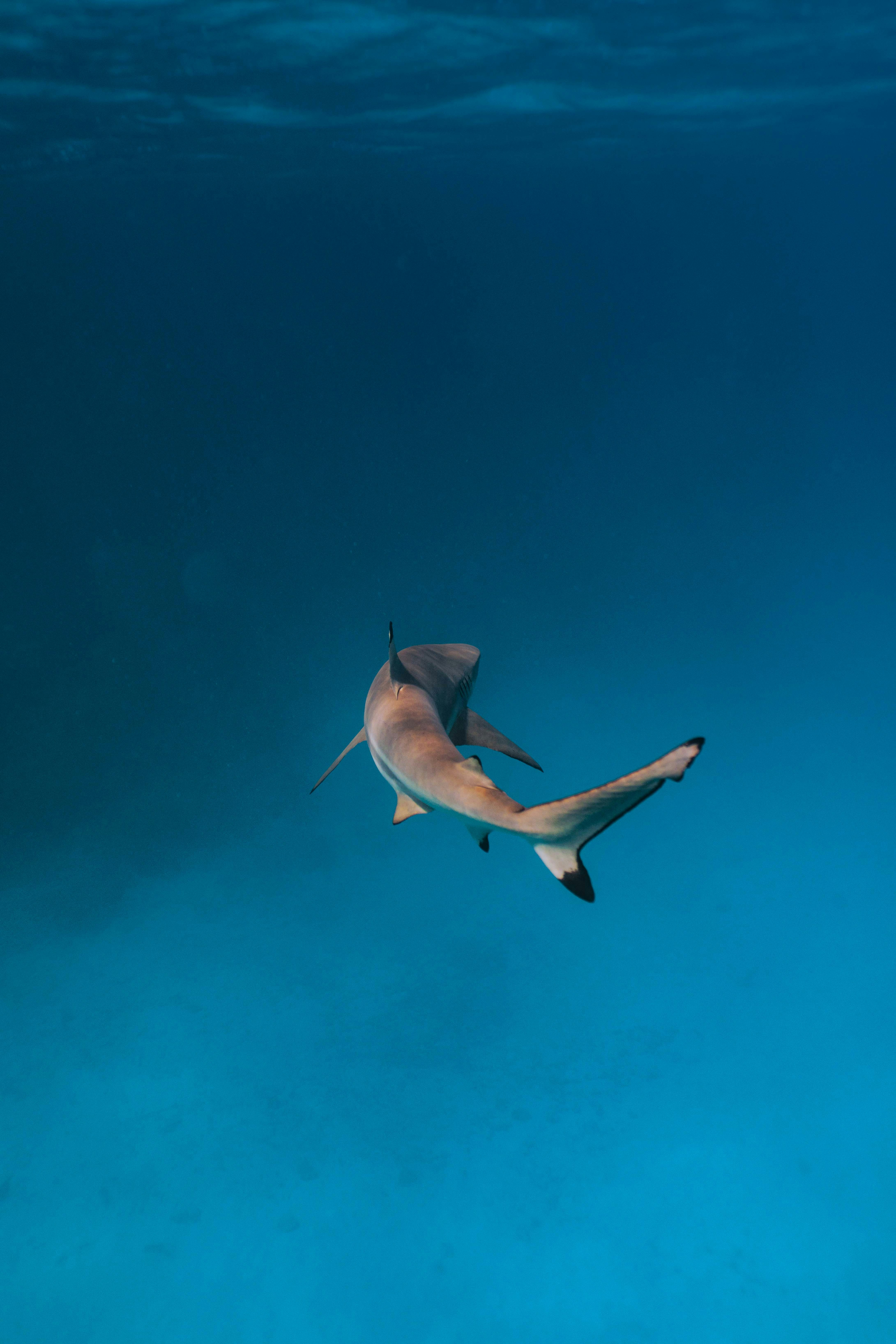 A shark swims through the deep, blue ocean.