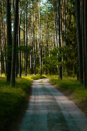 A dirt road leads through a peaceful forest.