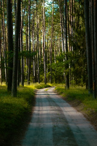 A dirt road leads through a peaceful forest.