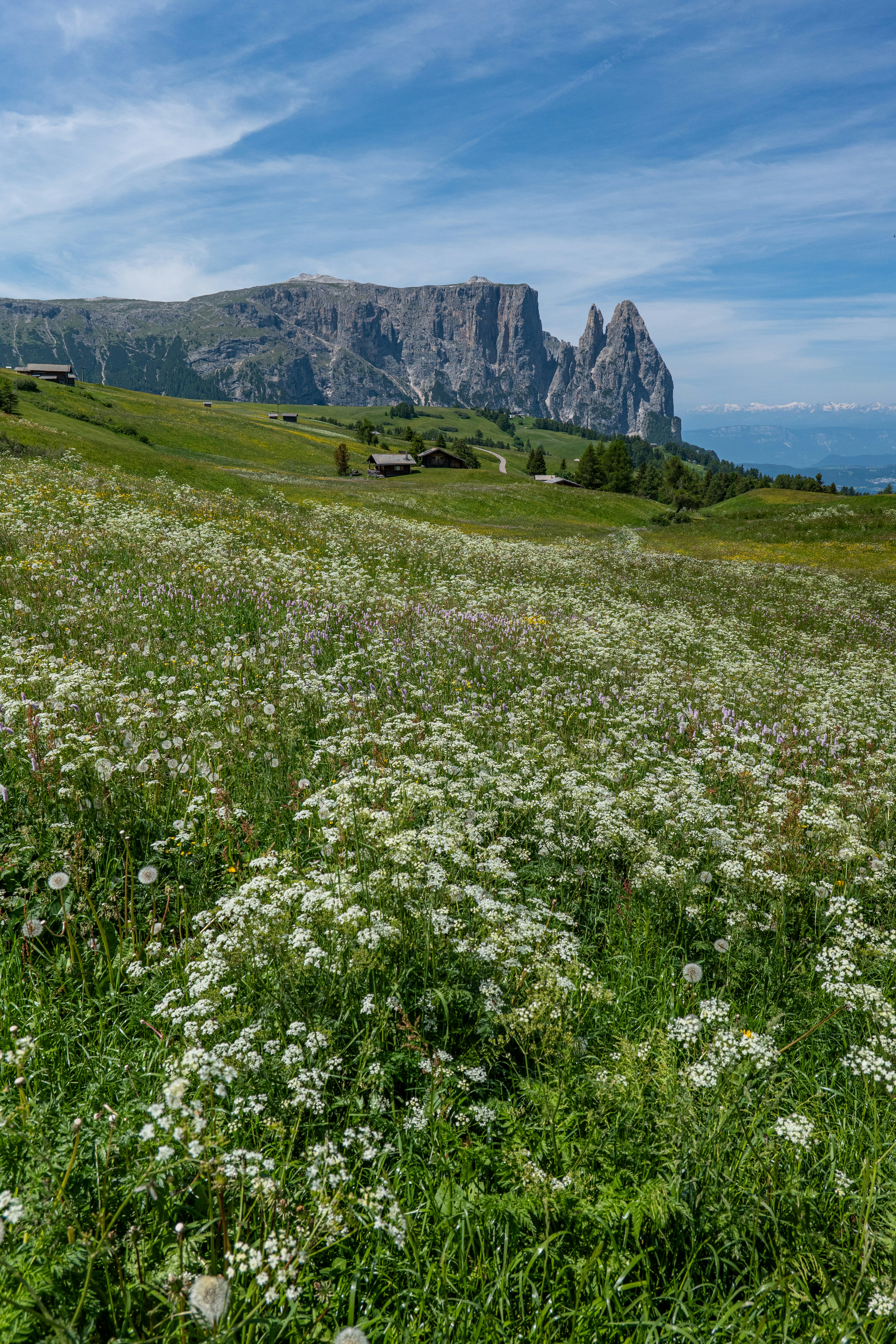 Pradera de flores silvestres frente a las montañas.