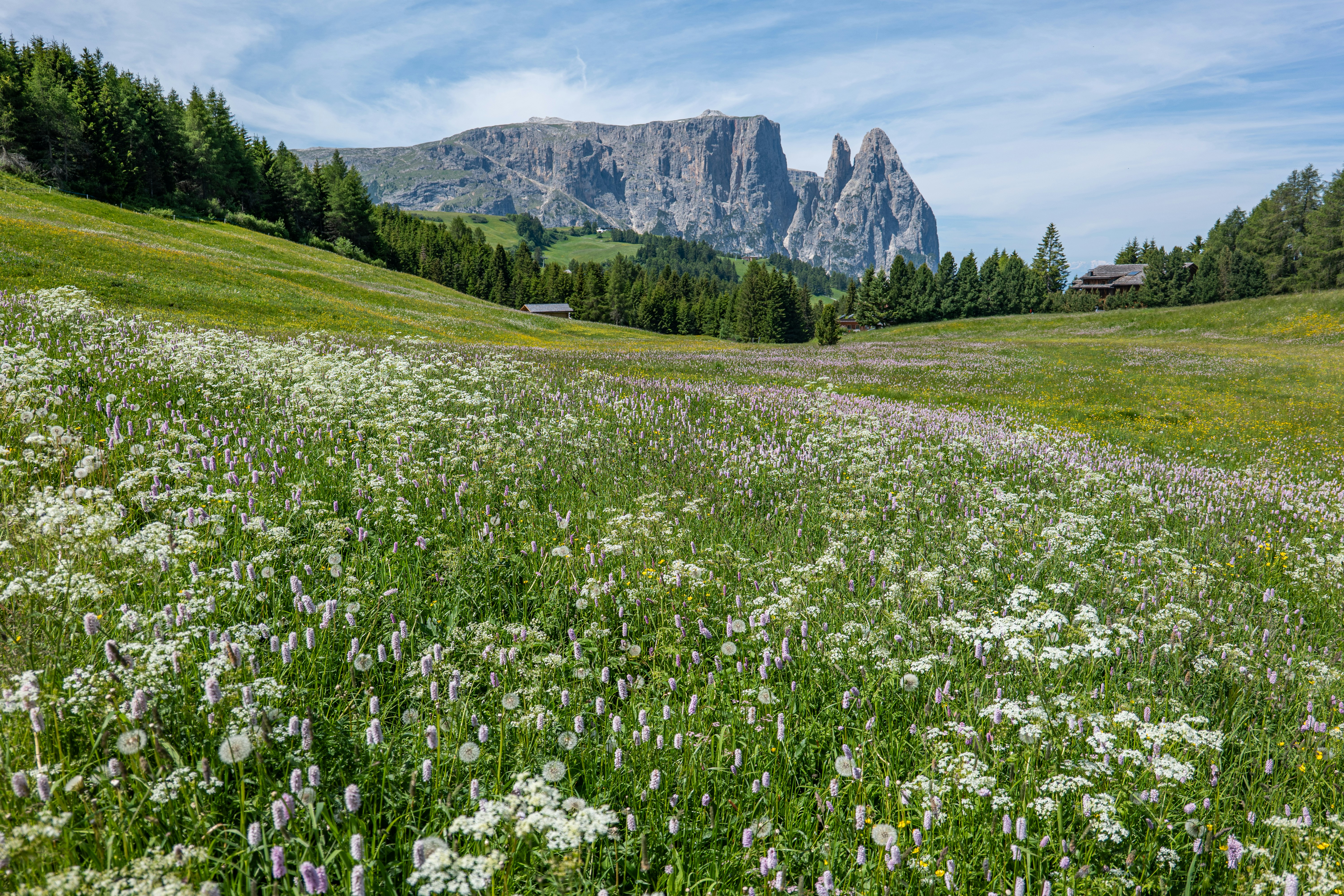 Un prado de flores silvestres se alza ante las montañas.