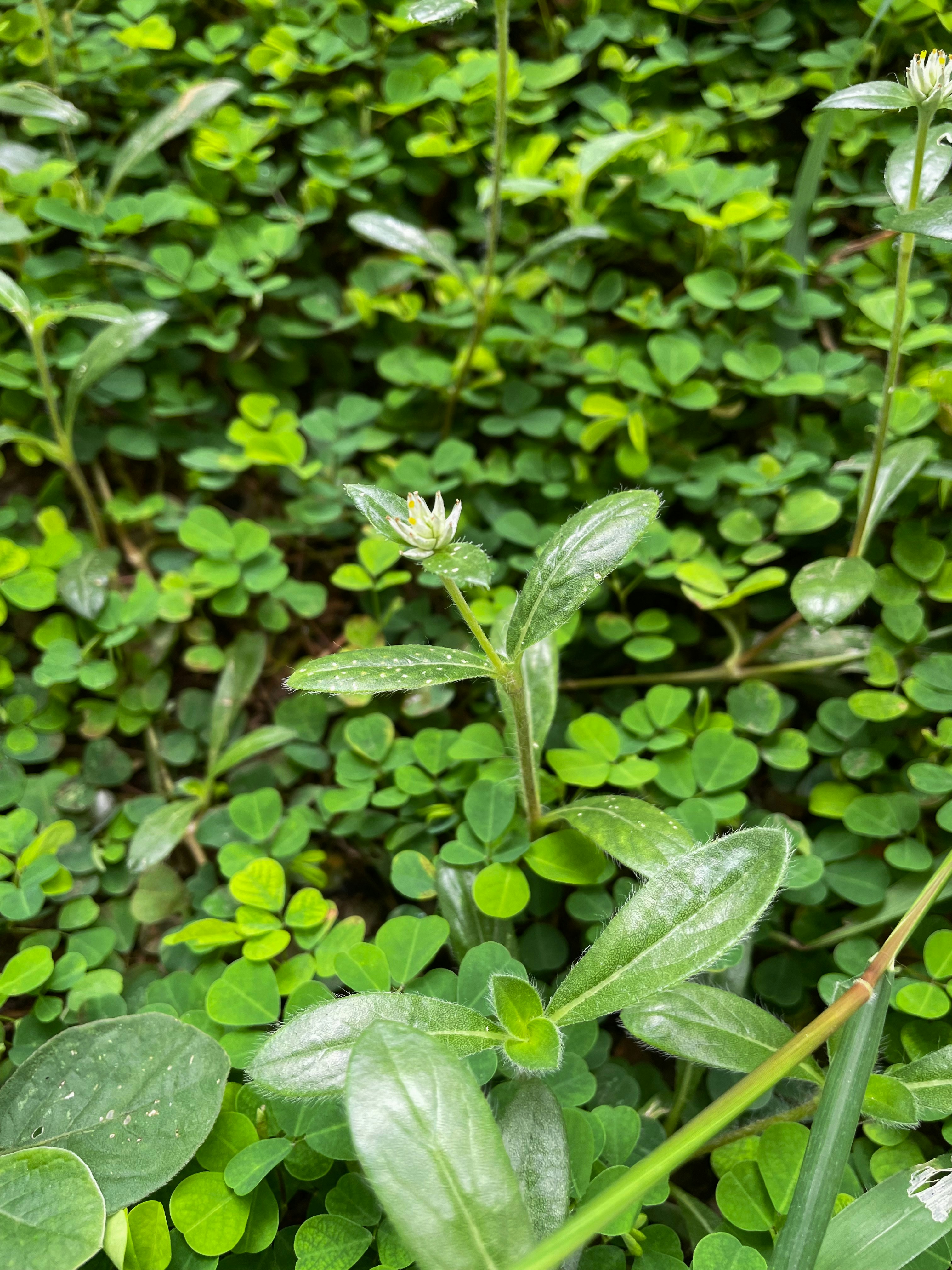 Photo by pineapplexpizza