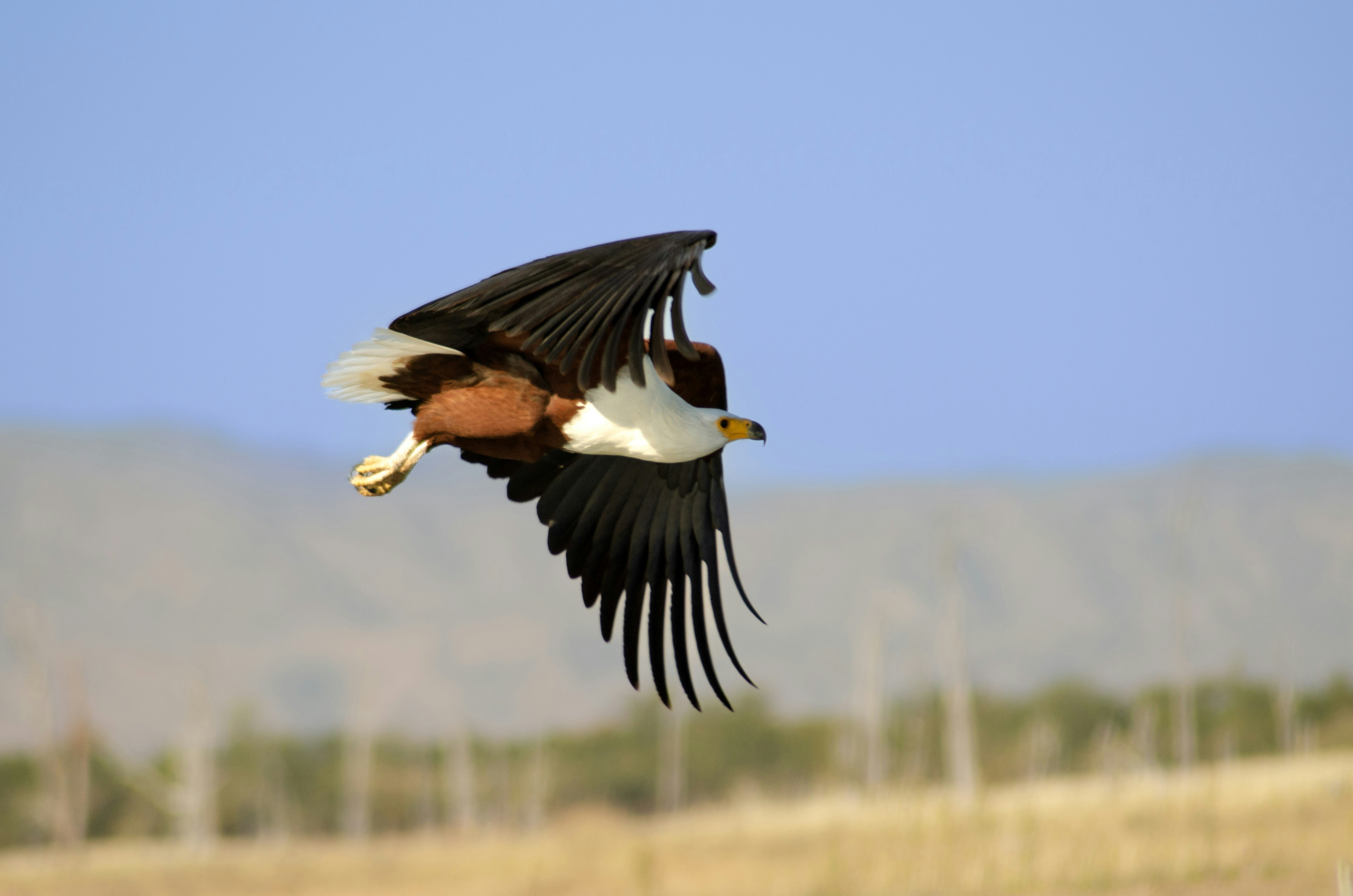 An eagle soars gracefully in the sky.