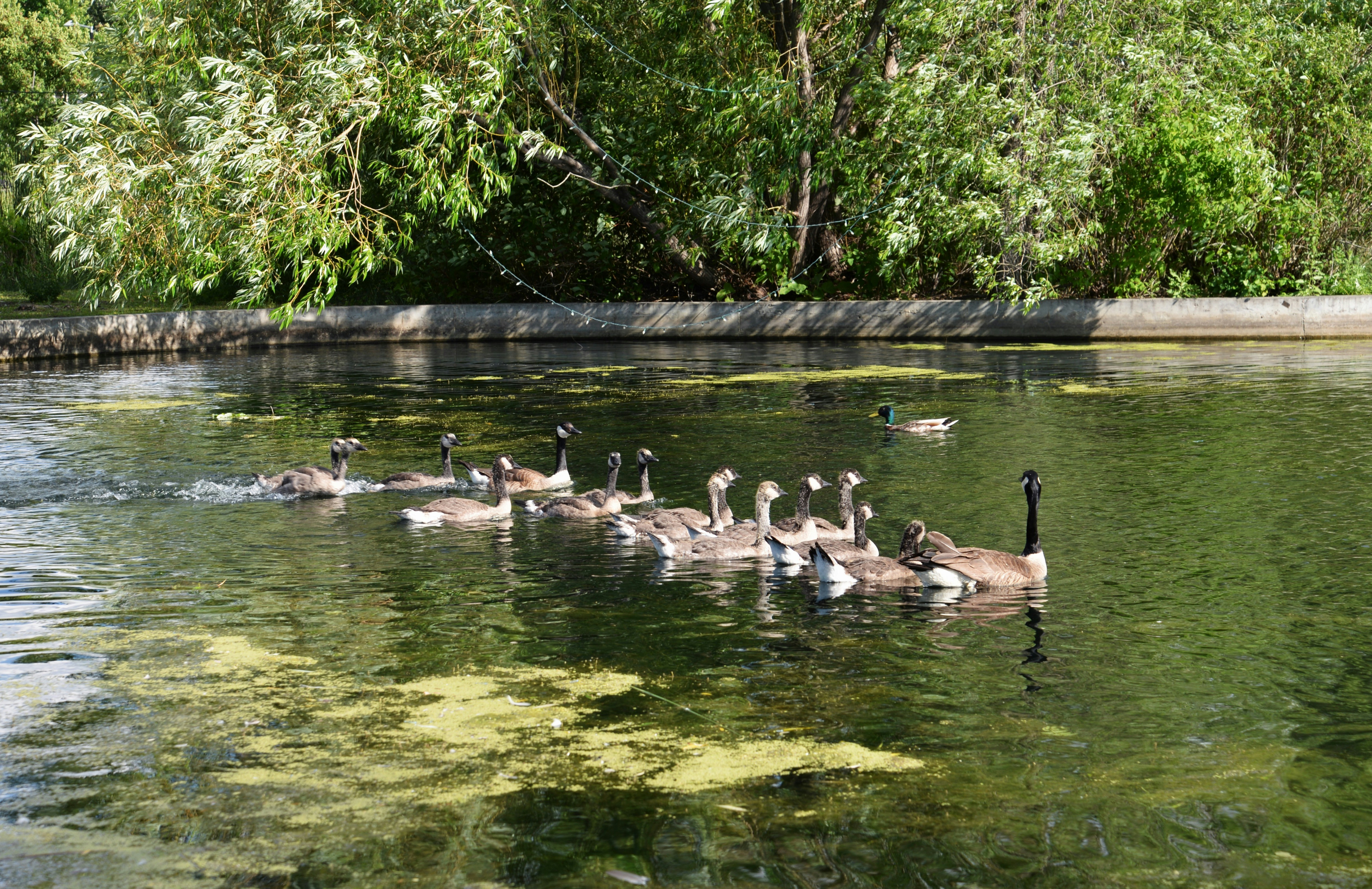 Geese are swimming in a pond.