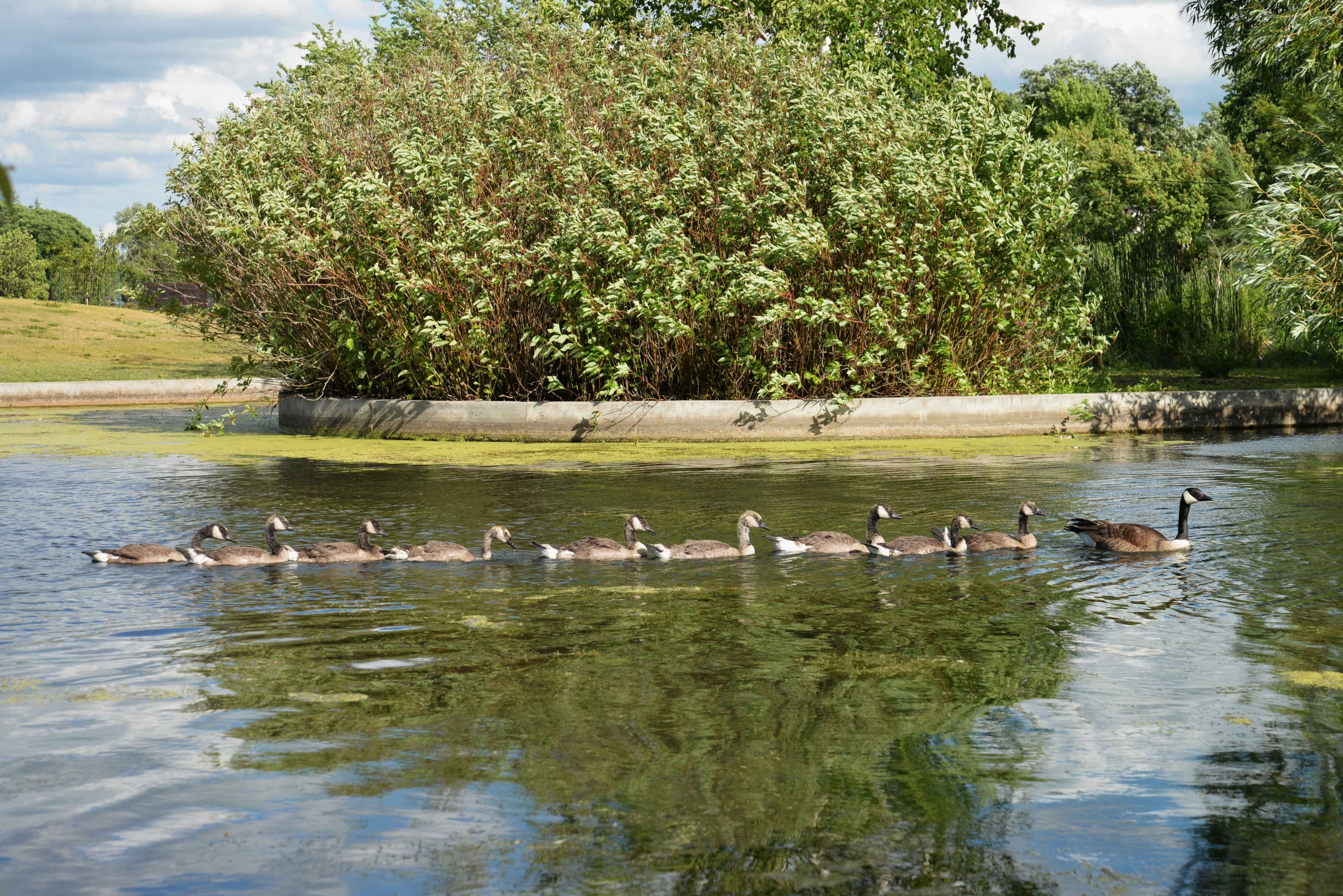 Geese swim in a line across a lake.