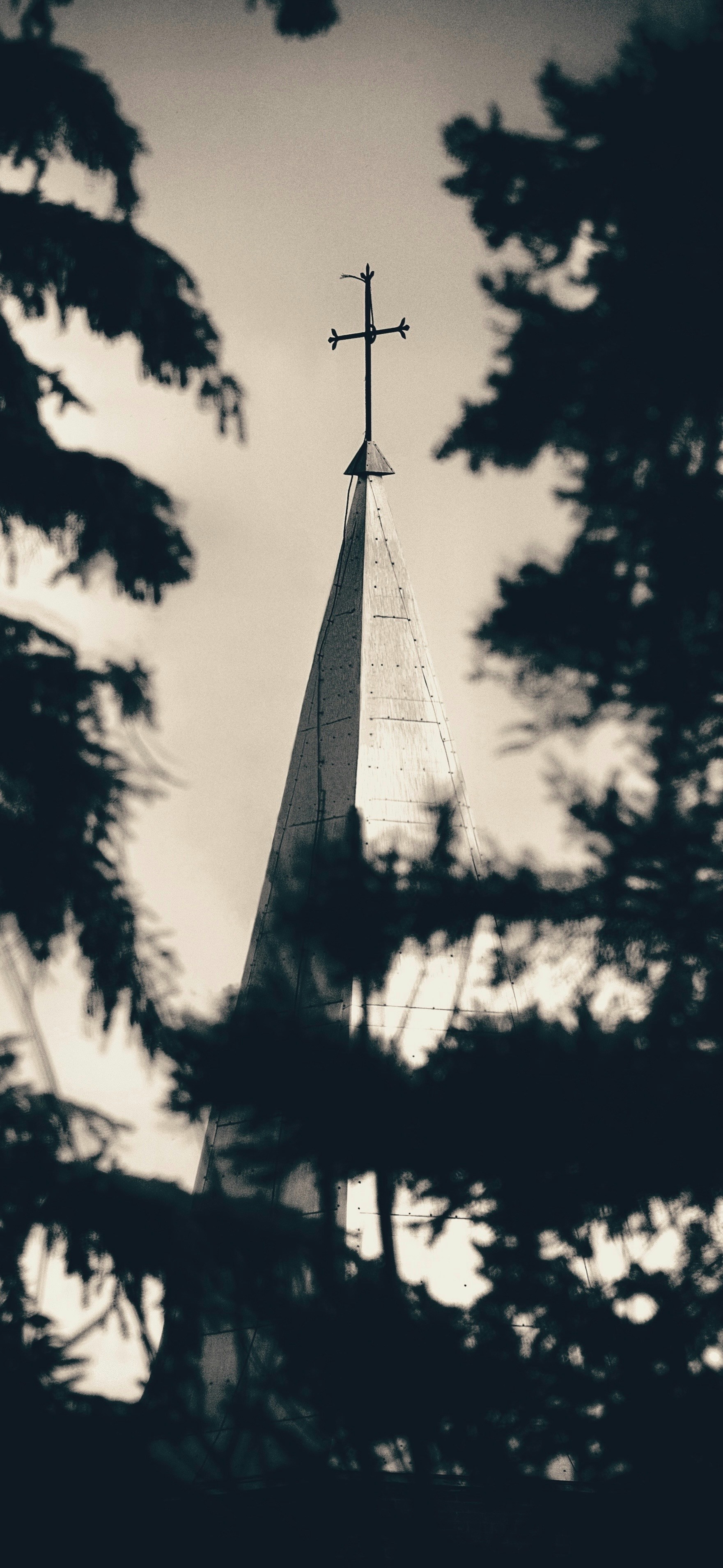 A church steeple framed by trees. photo – Free Vintage Image on Unsplash