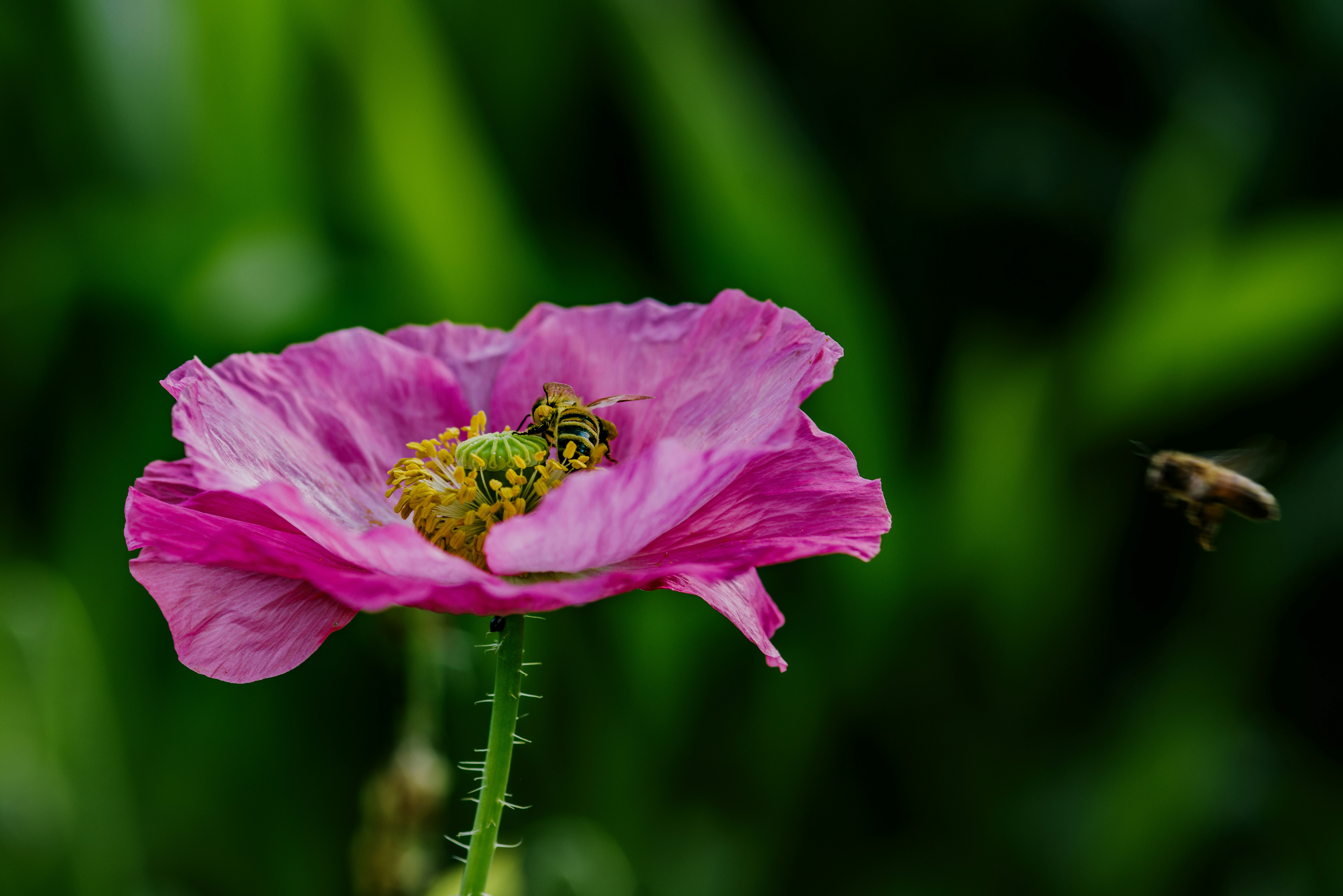 A bee flies towards a pink flower.