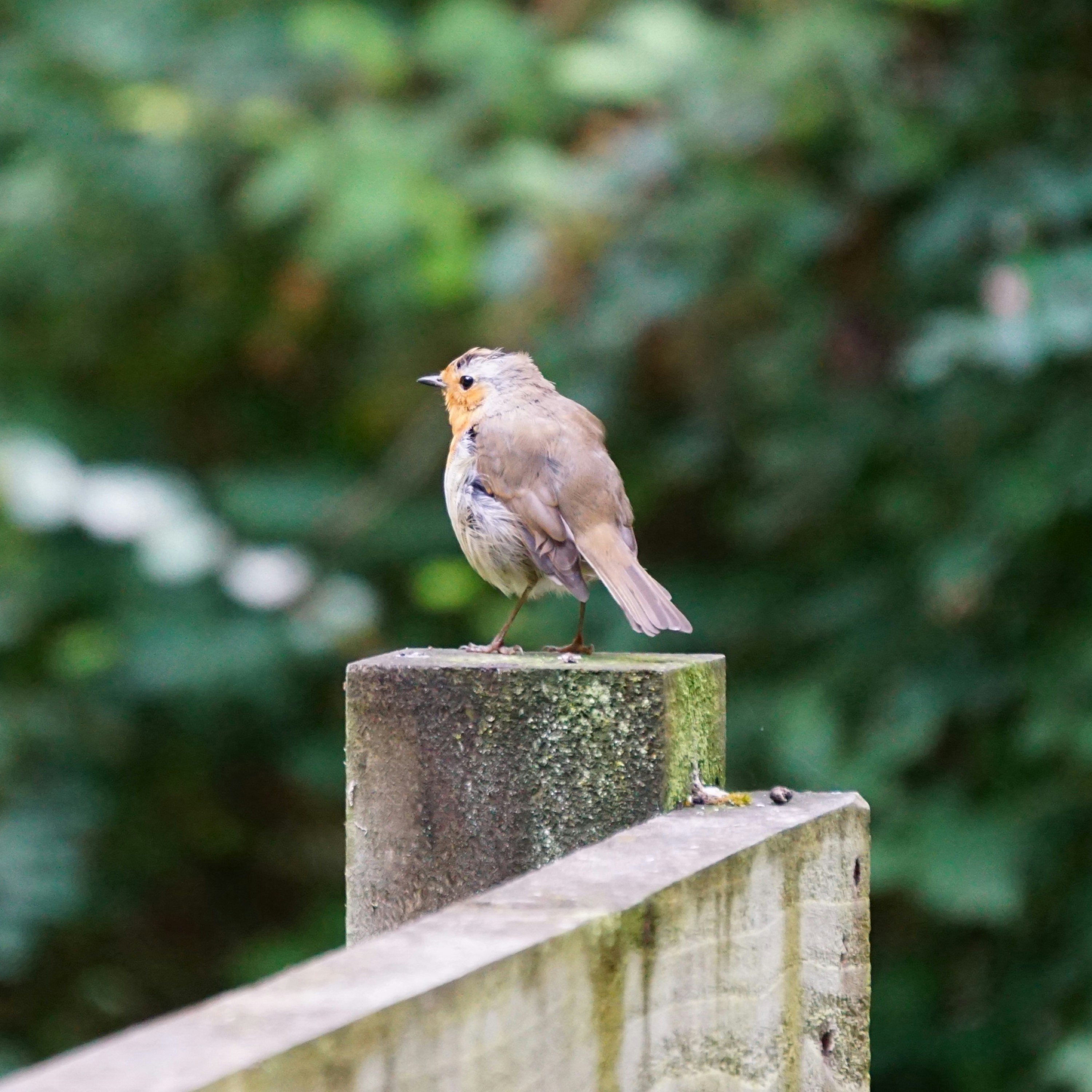 A small bird perches on a wooden post.