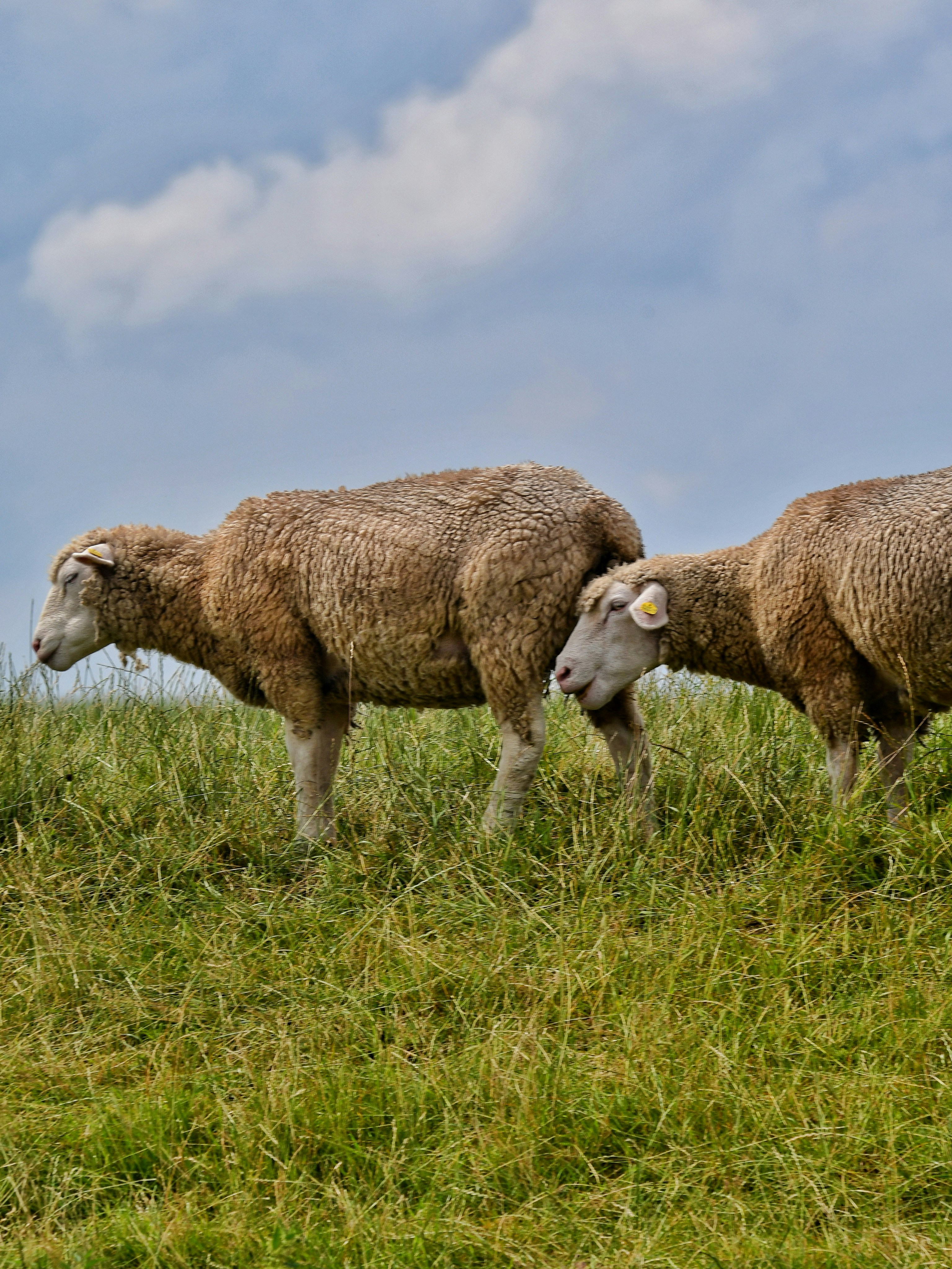 Les deux moutons hi-res stock photography and images - Alamy, image size:3000x3999