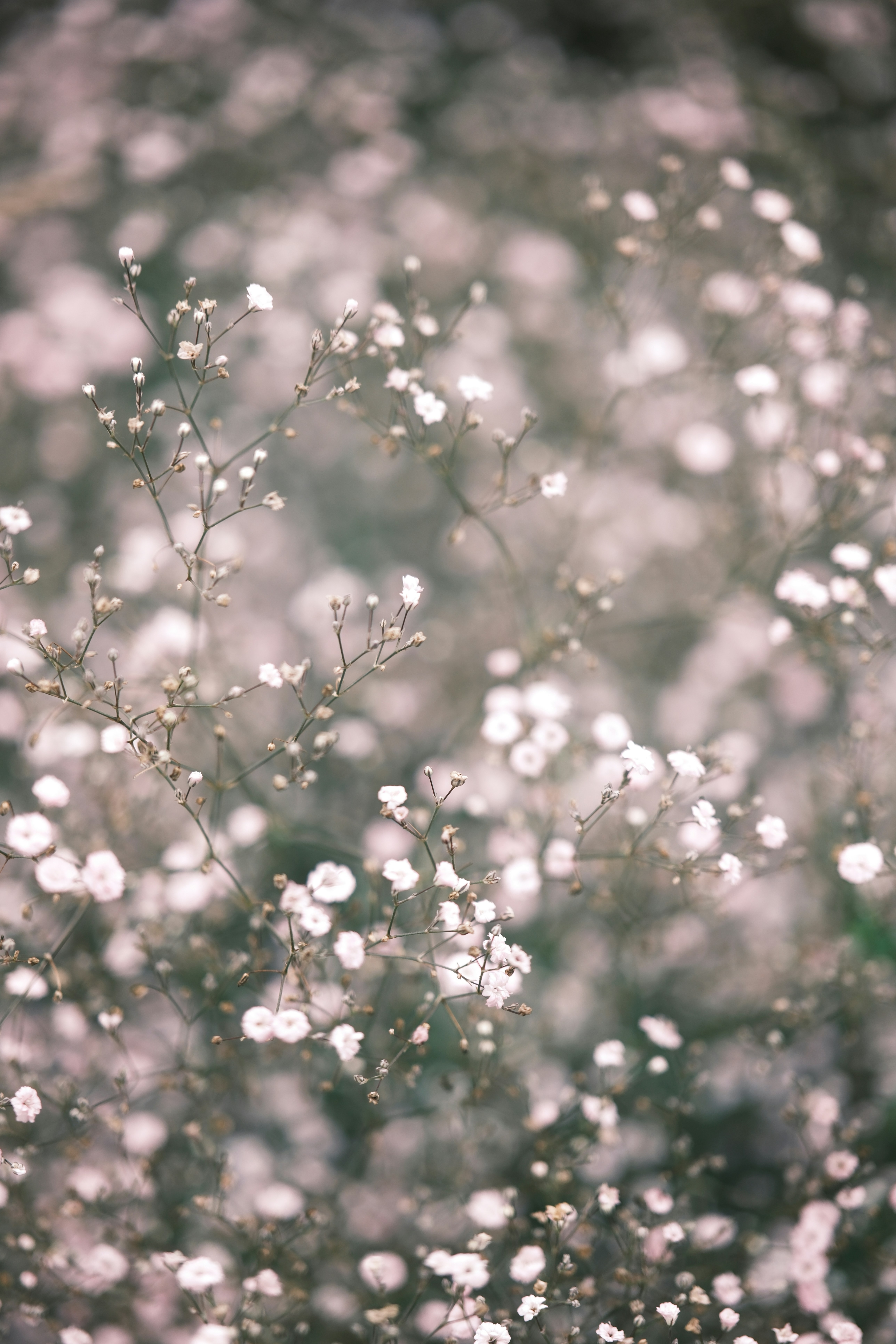 Photo by ginkgoshutter