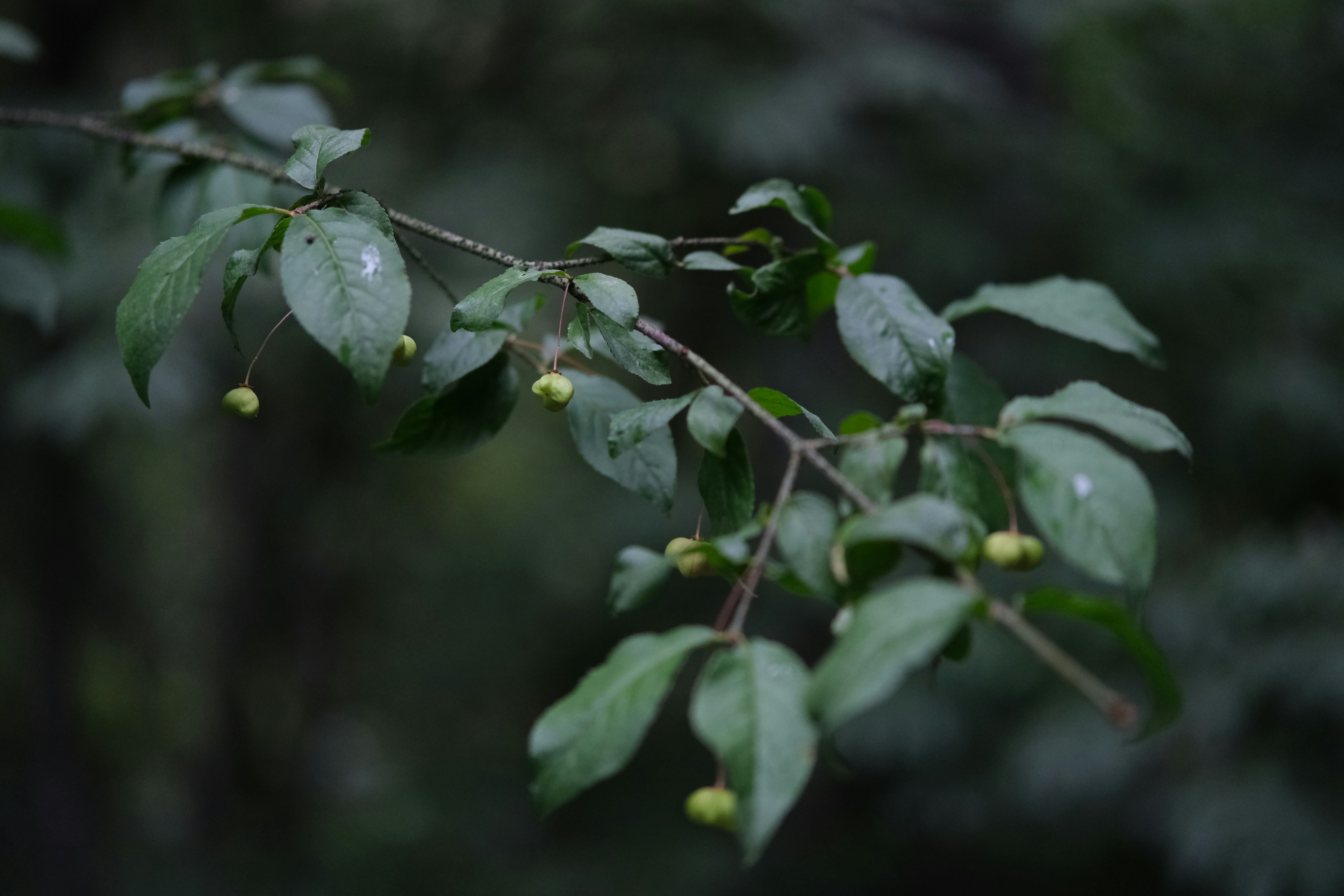 Photo by rolig_basseng