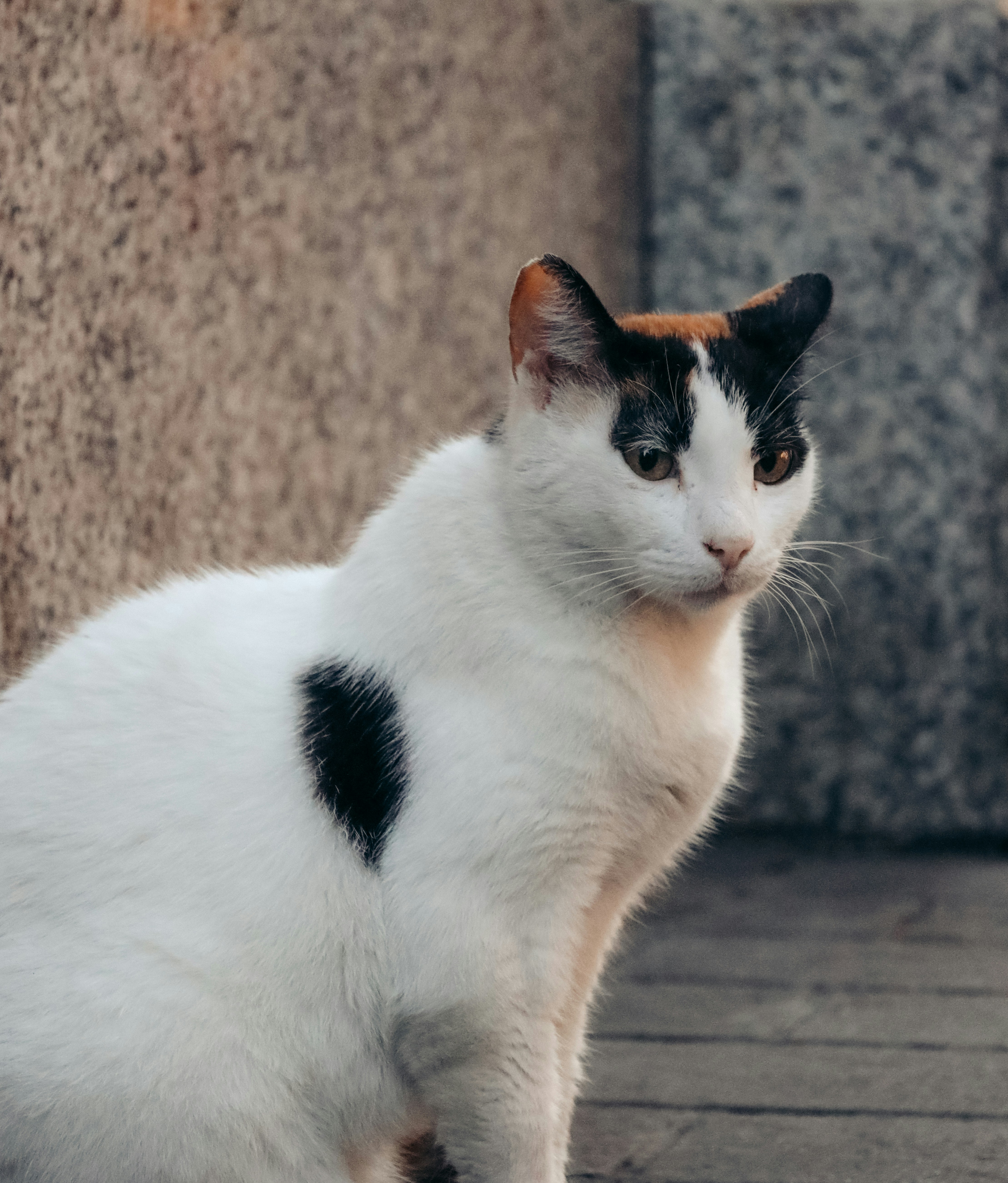 Photo by himo_beast1996