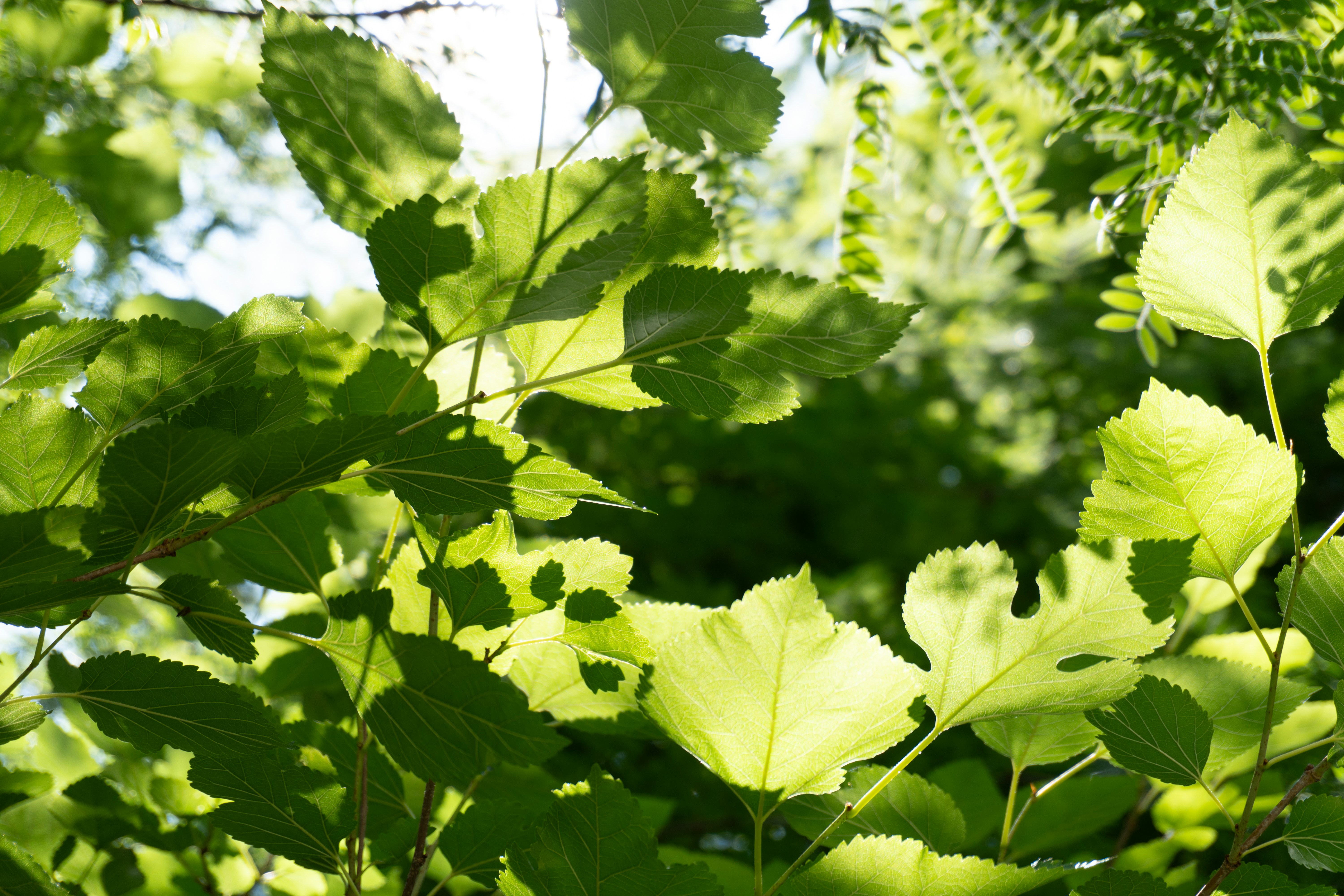 Photo by jihanebishop_art