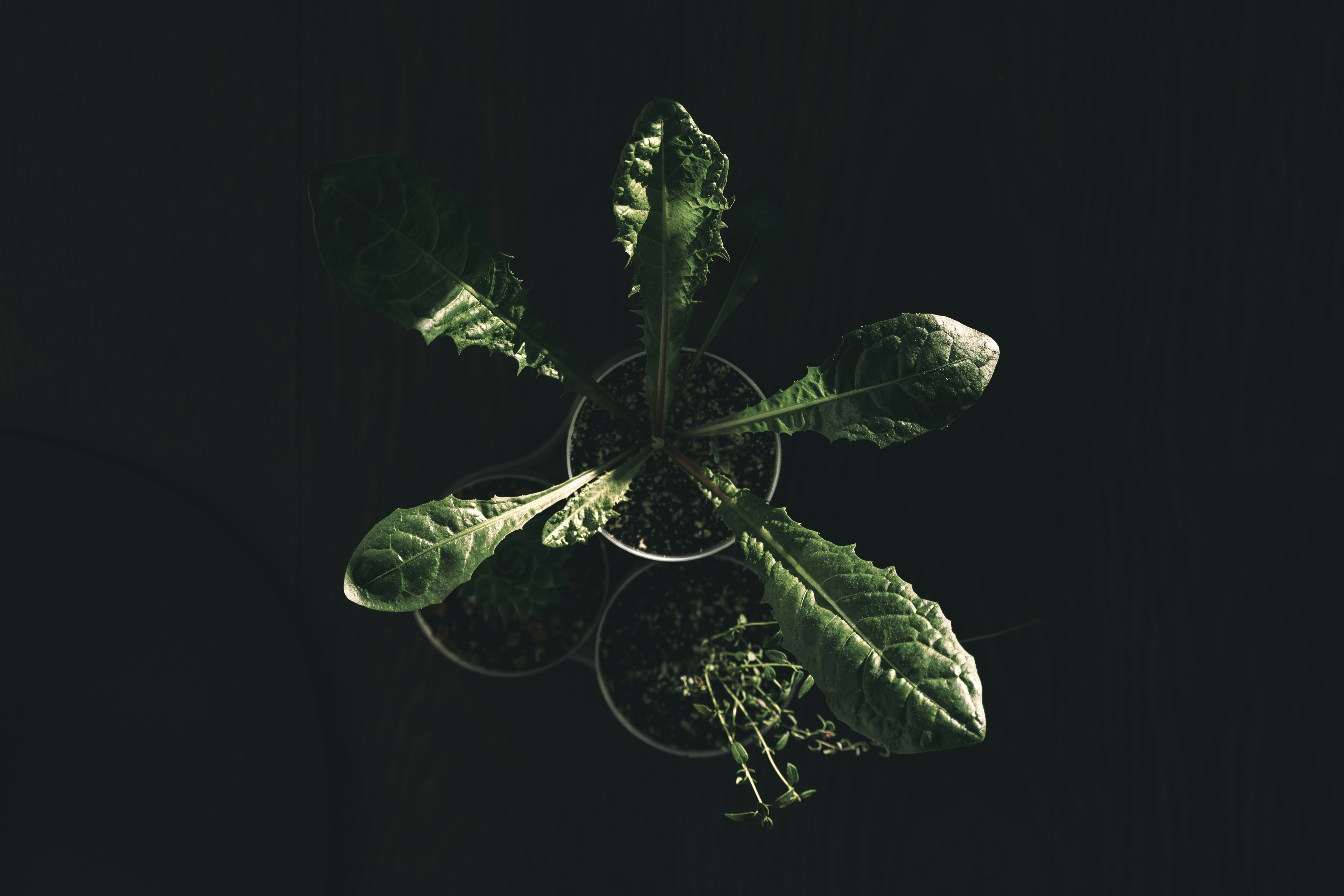 Karaciğer temizliği ve detoks etkisini temsil eden taze karahindiba çiçekleri, kökleri ve bir fincan bitki çayı konsepti.