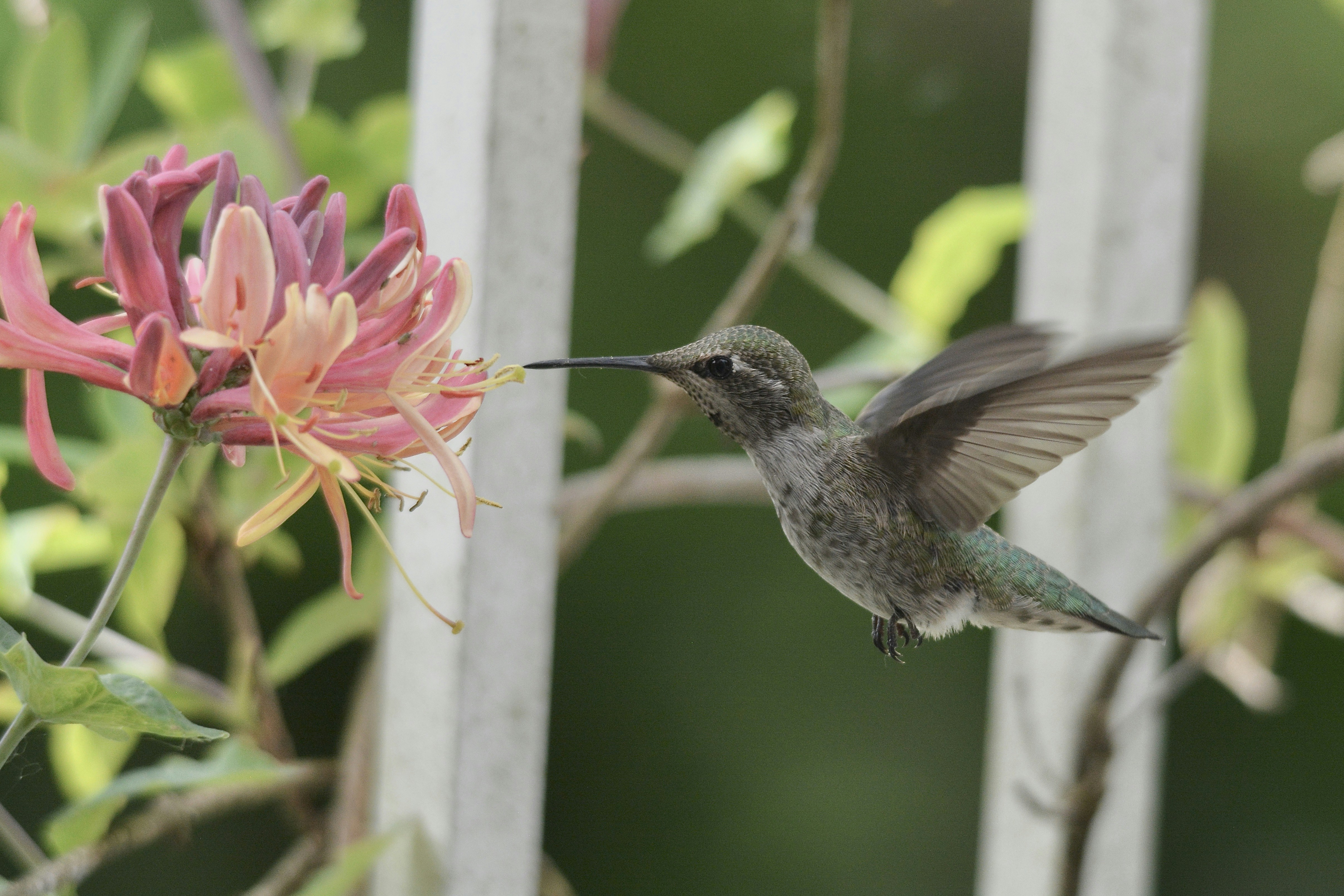 A hummingbird drinks nectar from a beautiful flower.