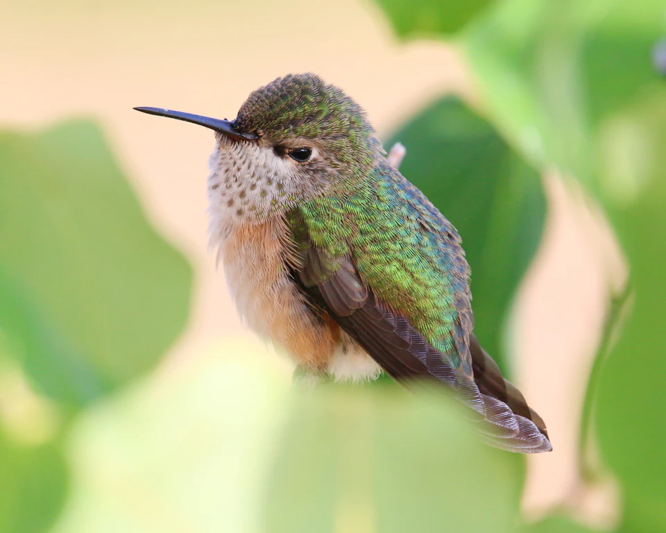 A small hummingbird with a vibrant green body and brown wings is perched on a leafy branch, facing to the right side of the frame. The bird's long beak is pointed downwards, and its tiny feet are firmly planted on the branch. The background features blurred green leaves that provide a natural backdrop for the bird's colorful presence.