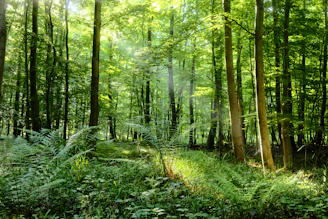 Sunlight streams through a lush, green forest.