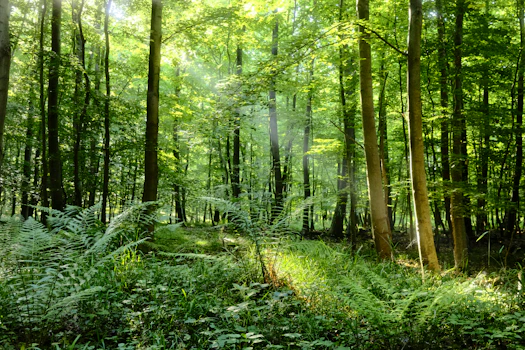 Sunlight streams through a lush, green forest.