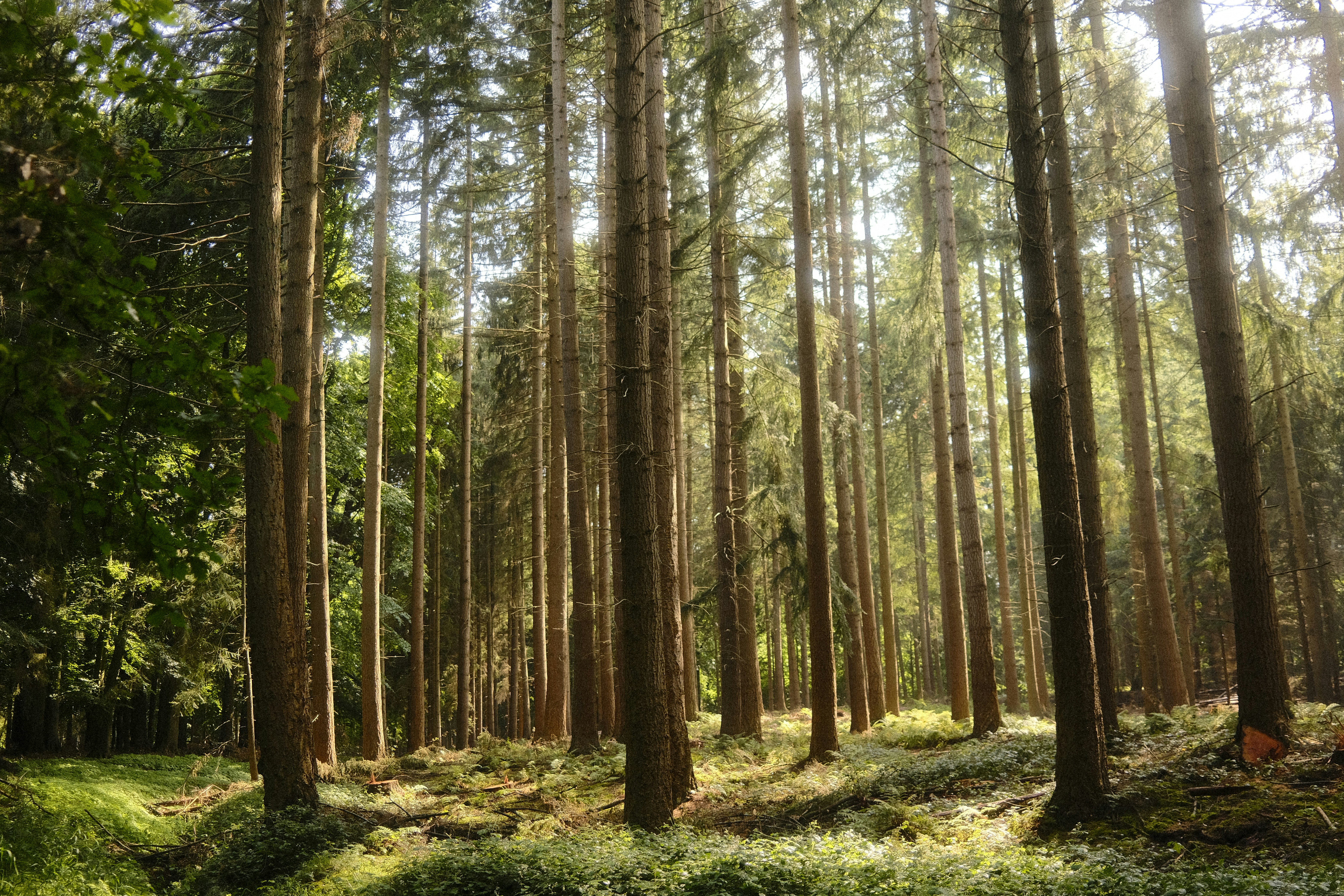 Tall, straight trees fill a sunlit forest.