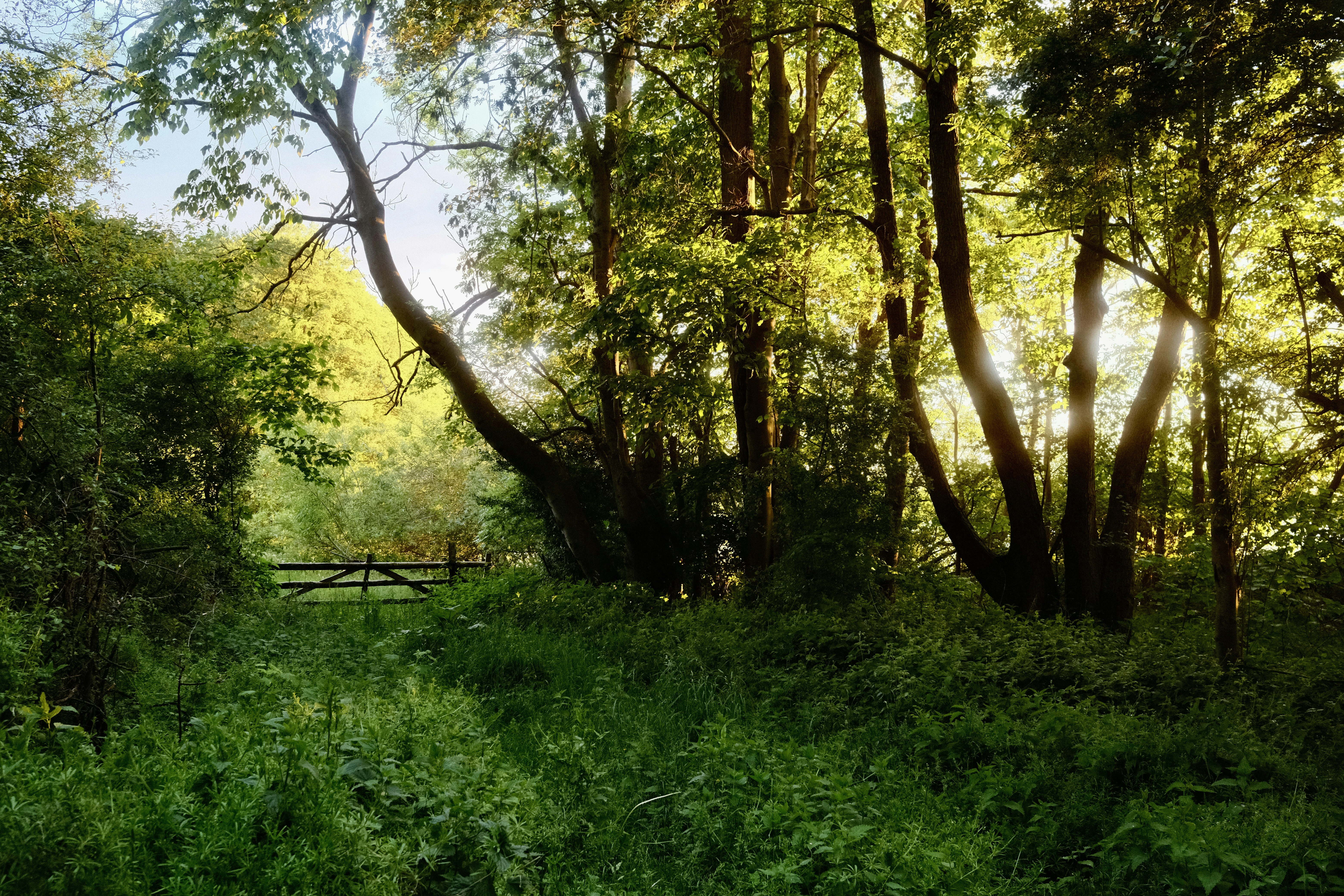 Sunlight streams through a lush, green forest.