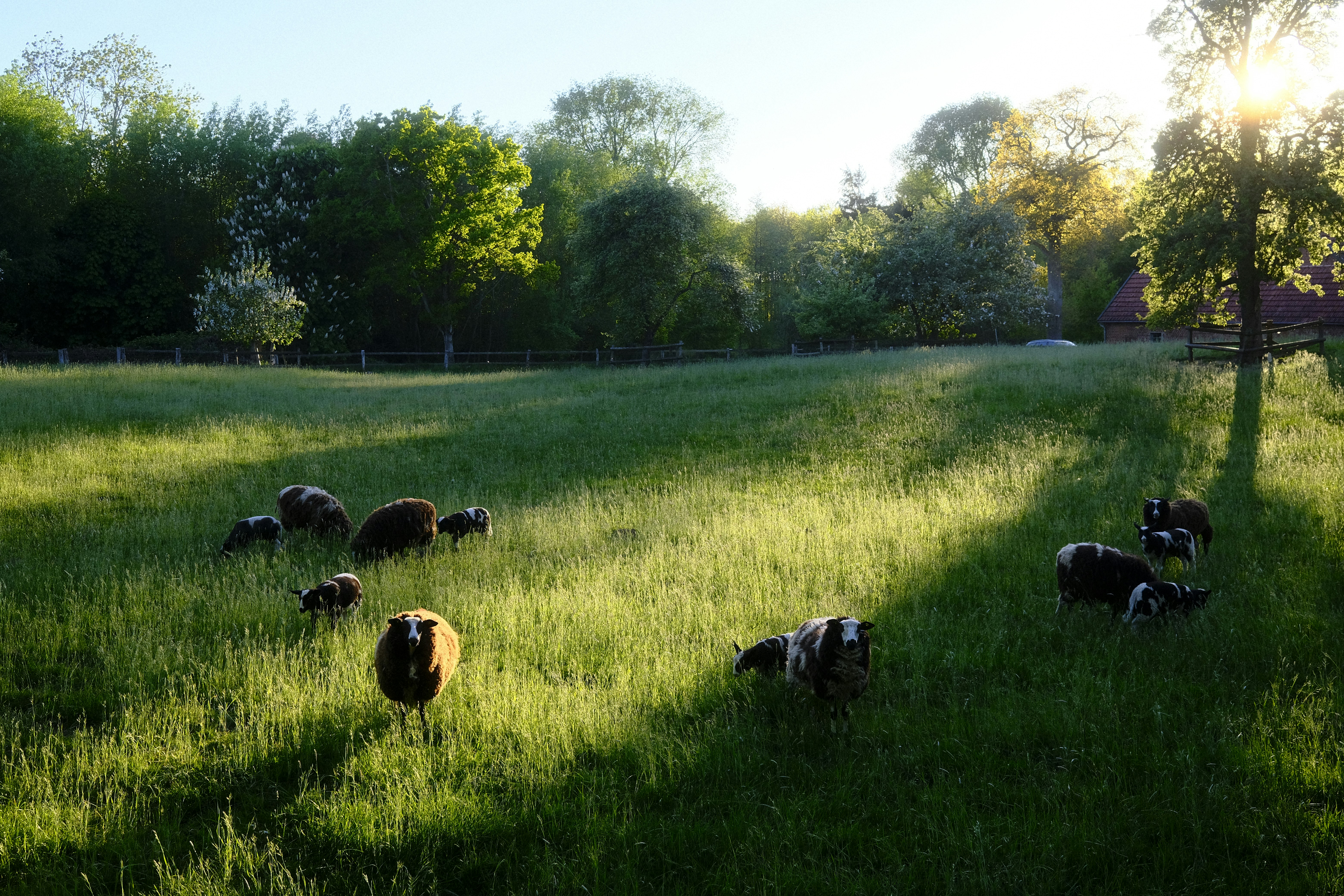 Sheep graze peacefully in a sunny meadow.