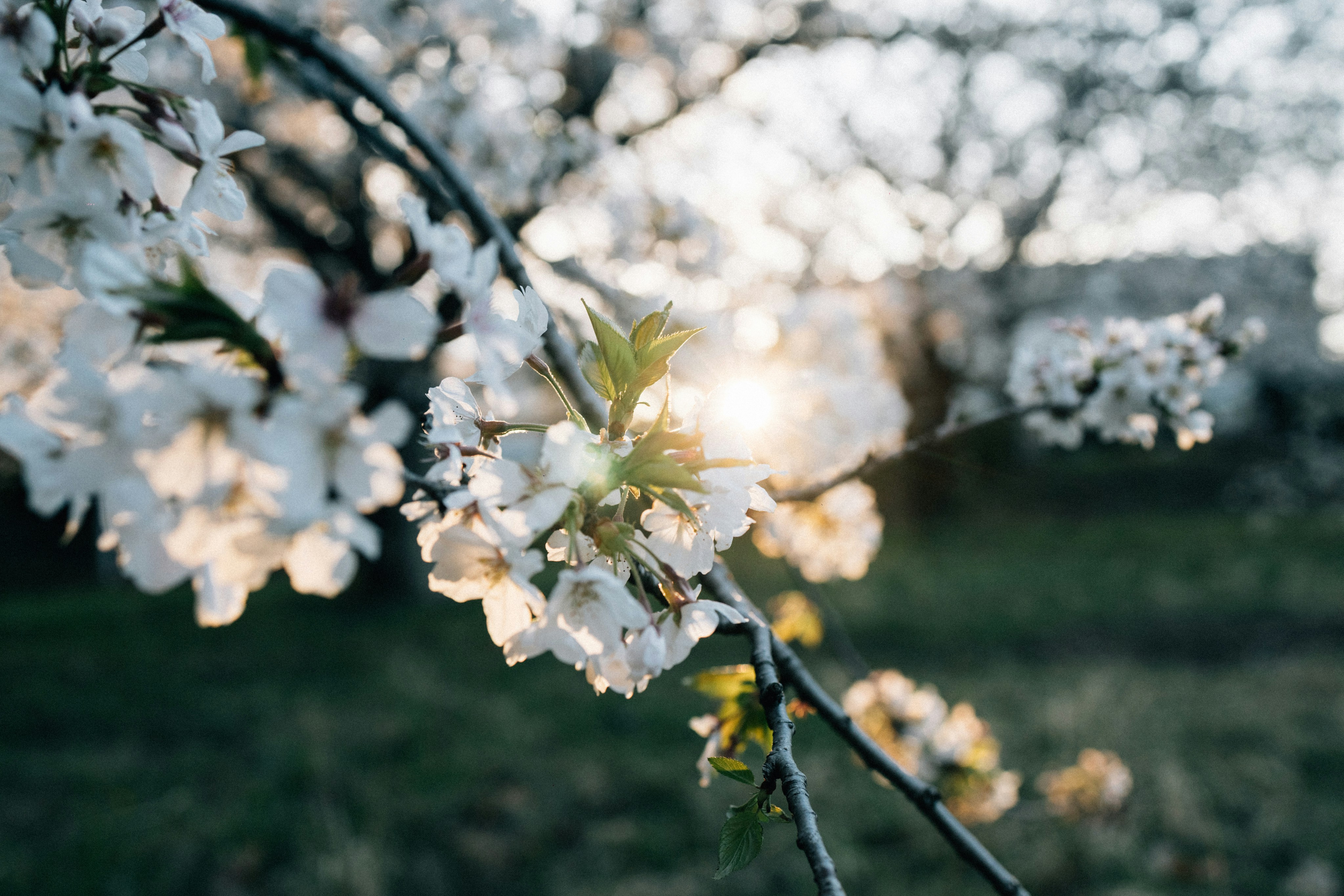 Photo by tsuyoshikozu