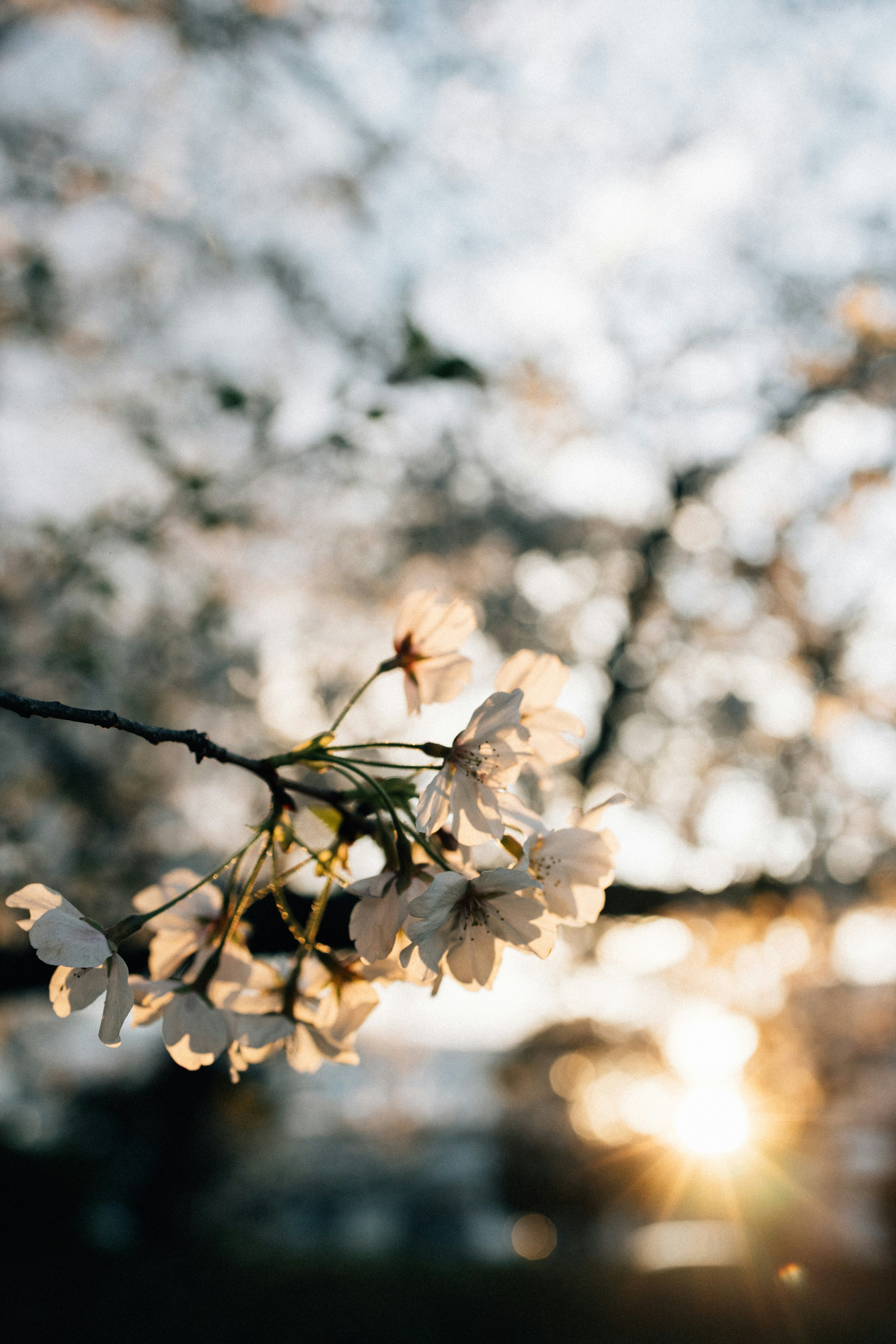 Photo by tsuyoshikozu