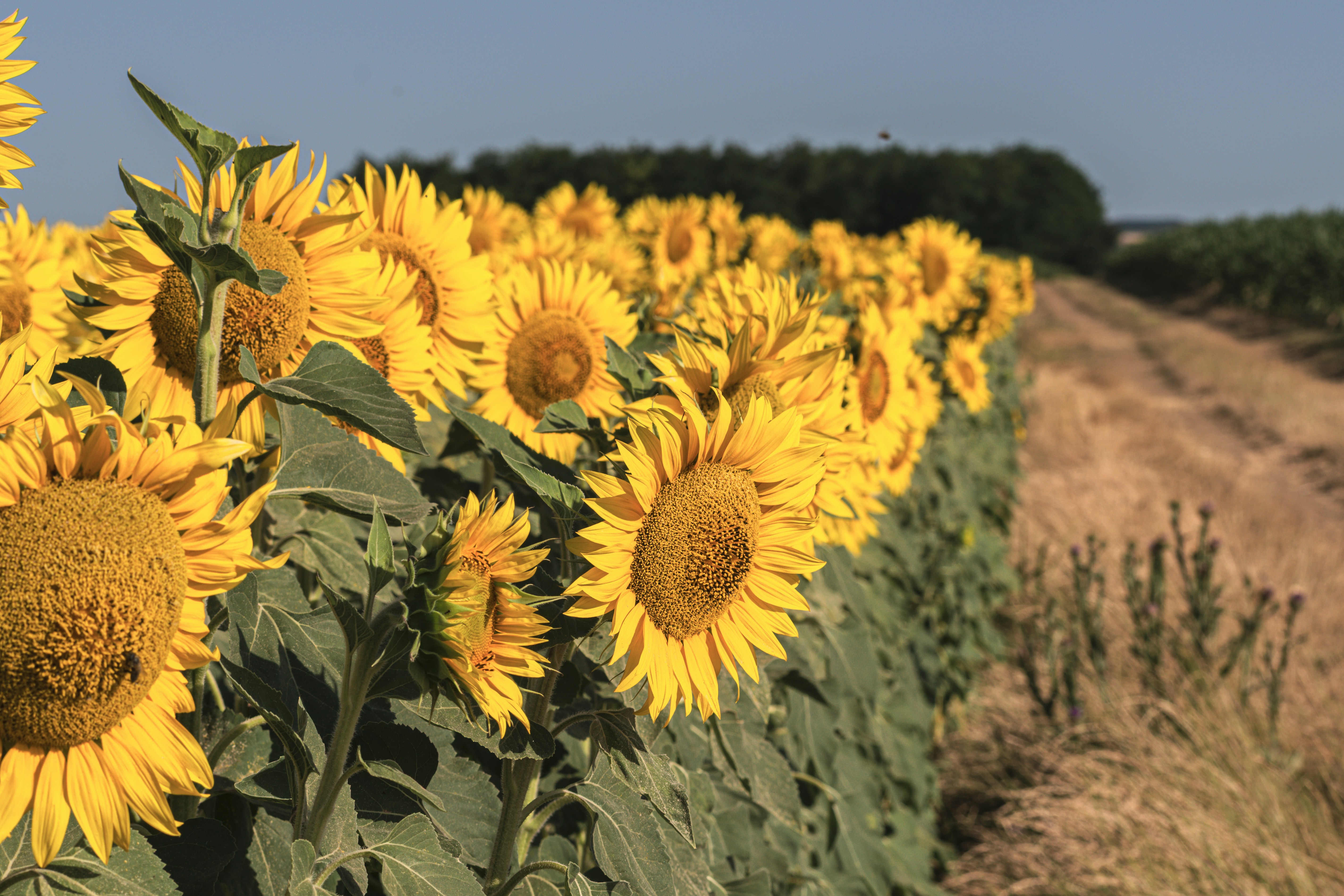 Photo by niki_emmert