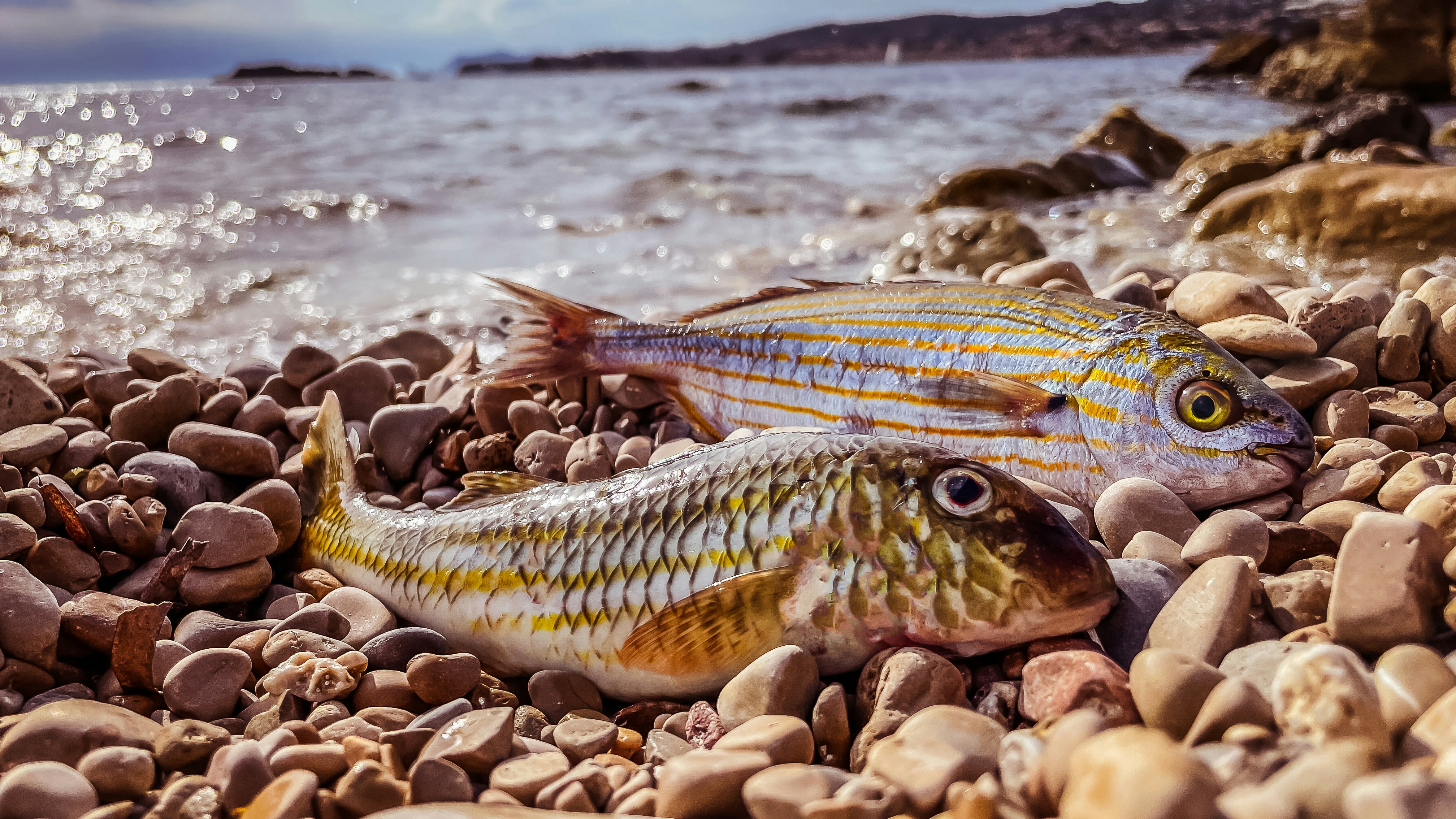 Dua ikan tergeletak di pantai berbatu.