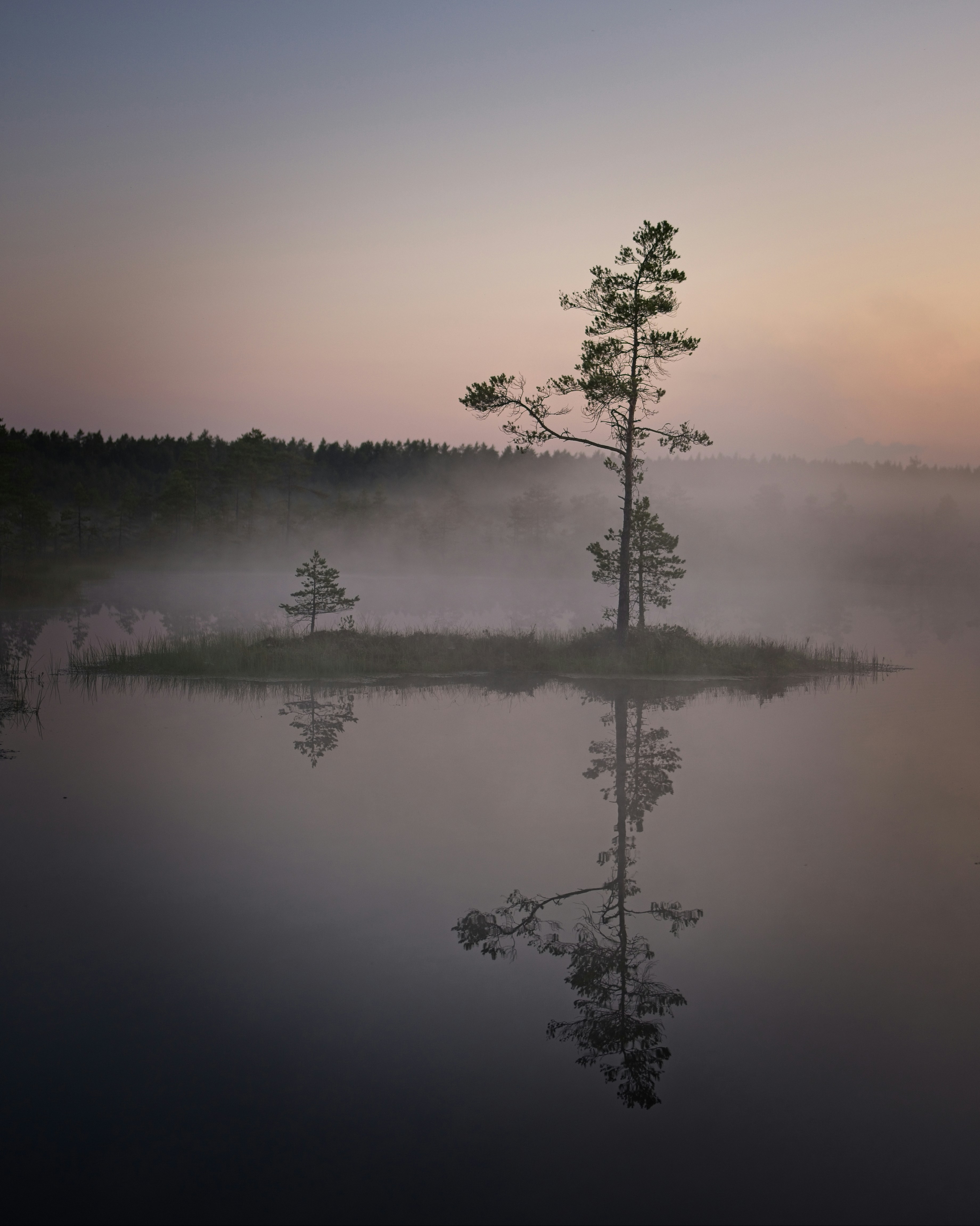 Trees reflect on the serene water at dawn.