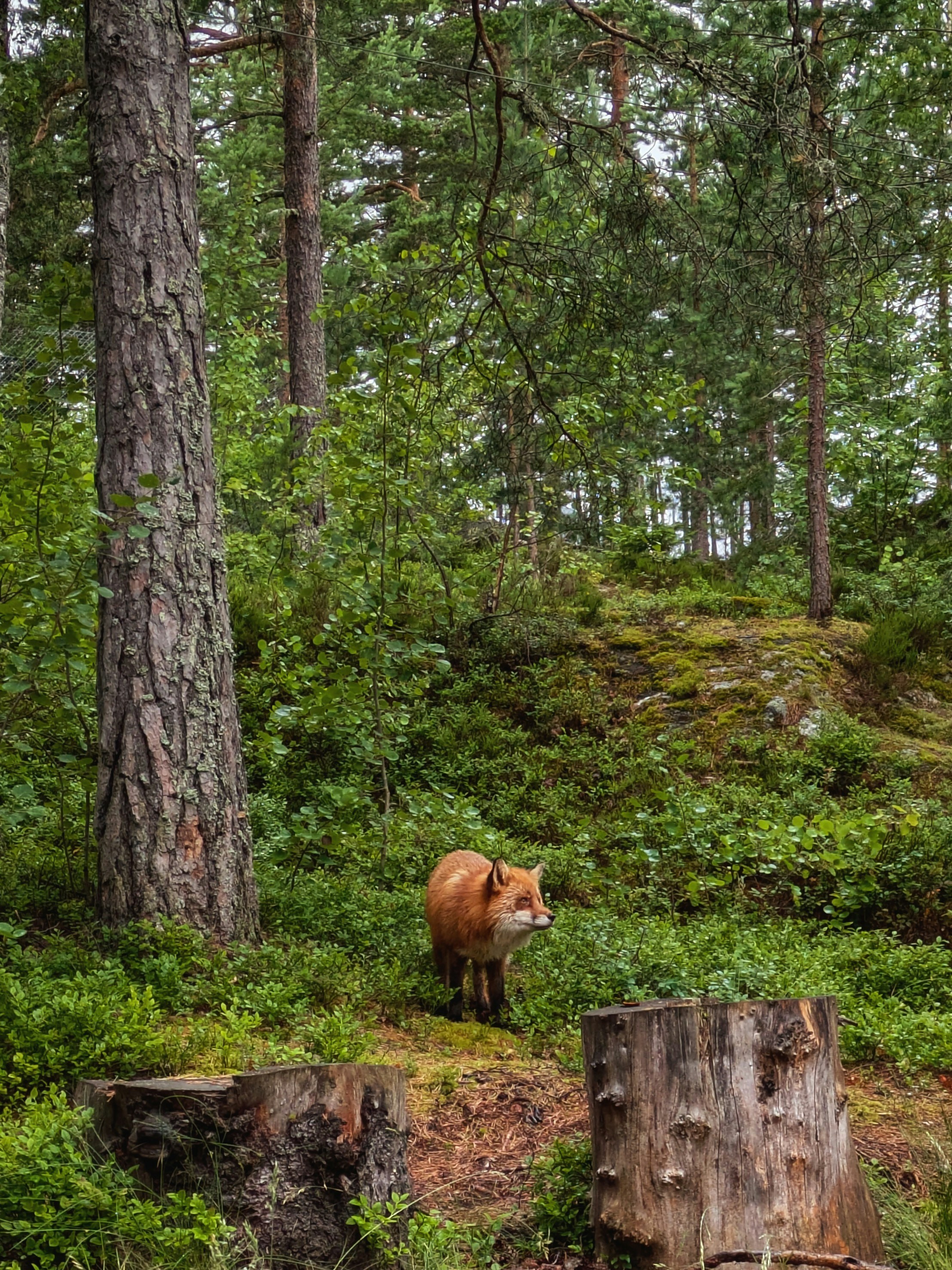 A fox walks through a lush green forest.