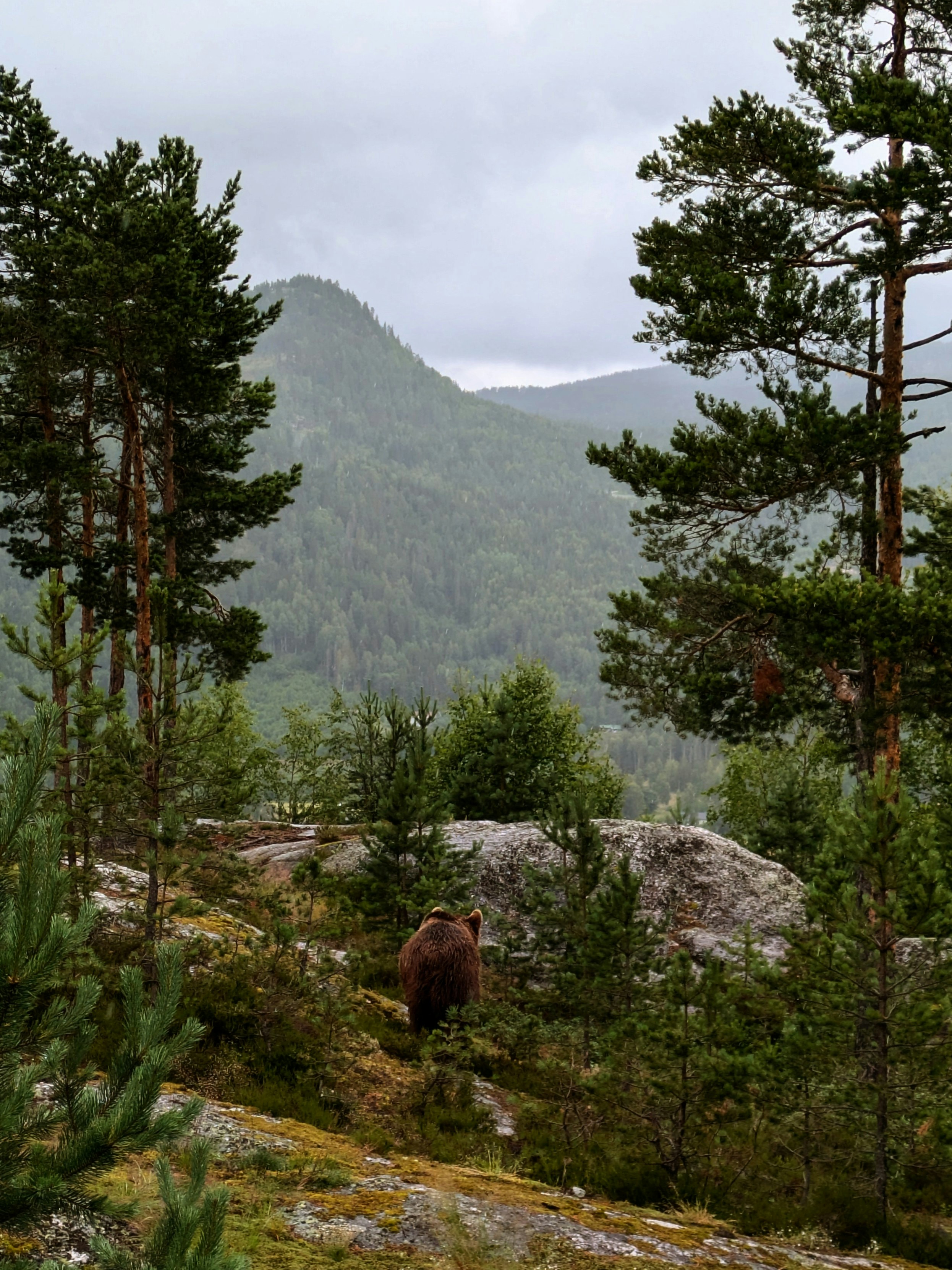 A brown bear walks through a mountainous landscape.