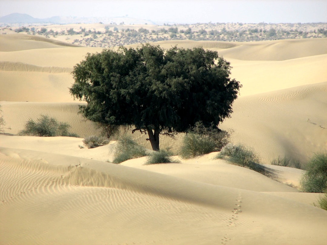 A tree stands alone amidst sandy desert dunes.