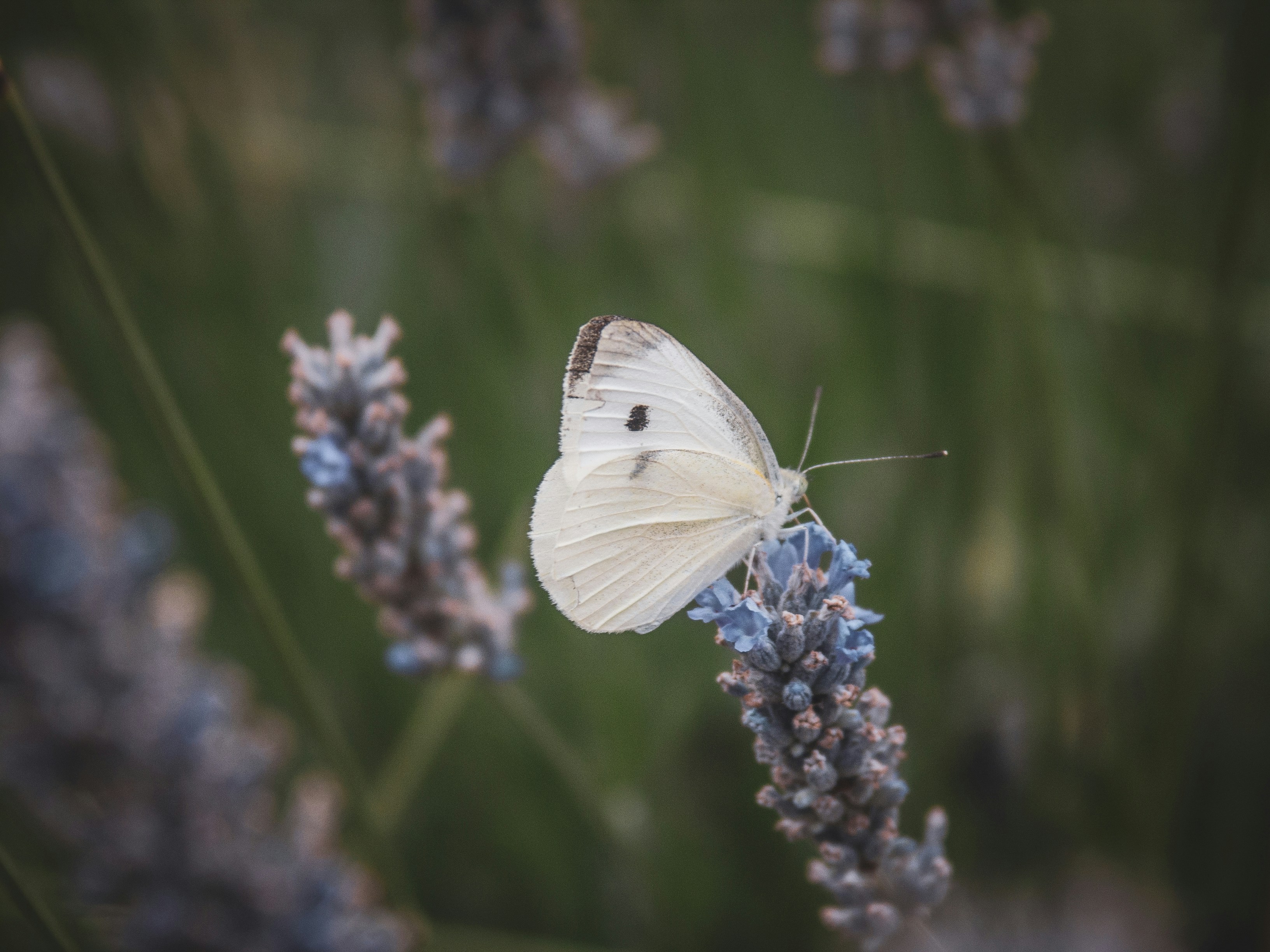 Photo by scetoff