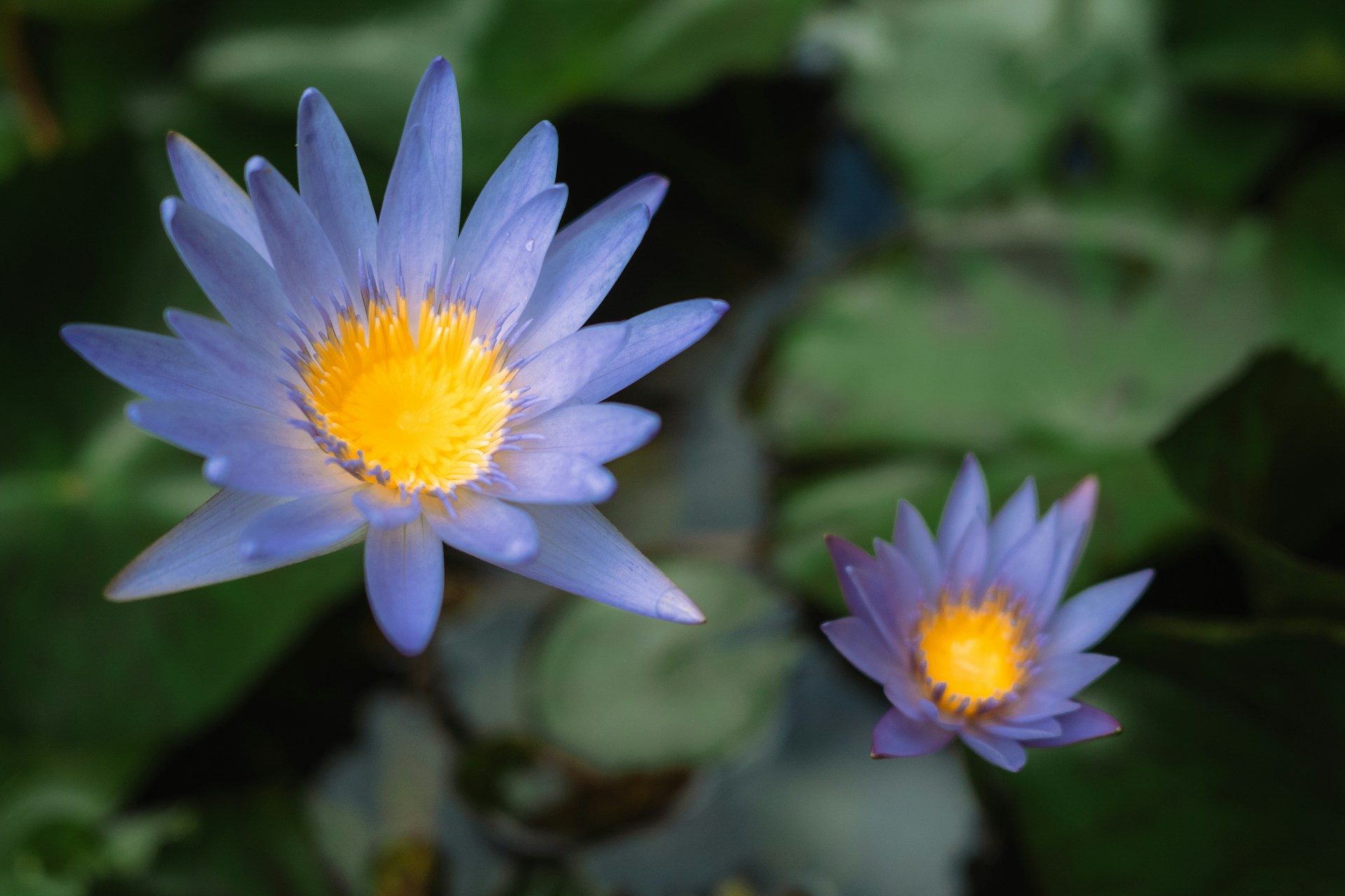 Two blue water lilies bloom brightly.